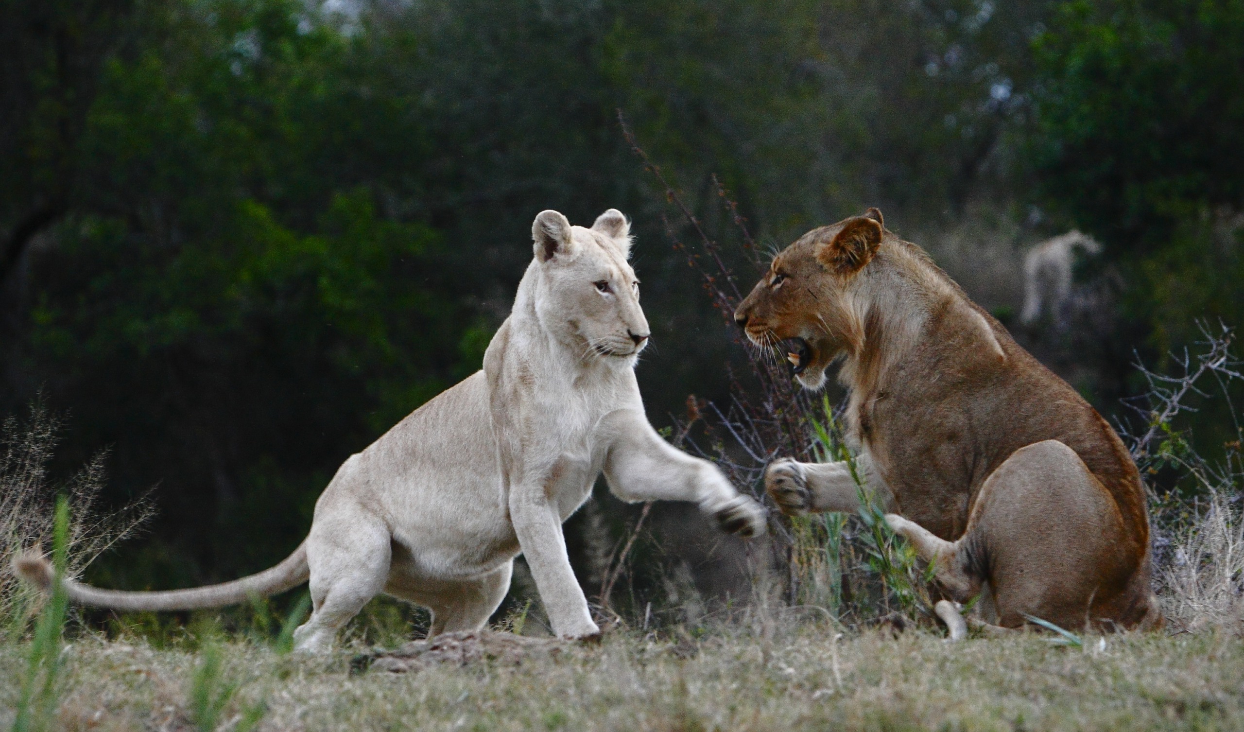 Two white lions engage playfully in an open field. One lioness, embodying the spirit of being Born Wild, stands swatting at the other, who sits with a slightly open mouth. The background is lush with green foliage, framing their wild antics beautifully.