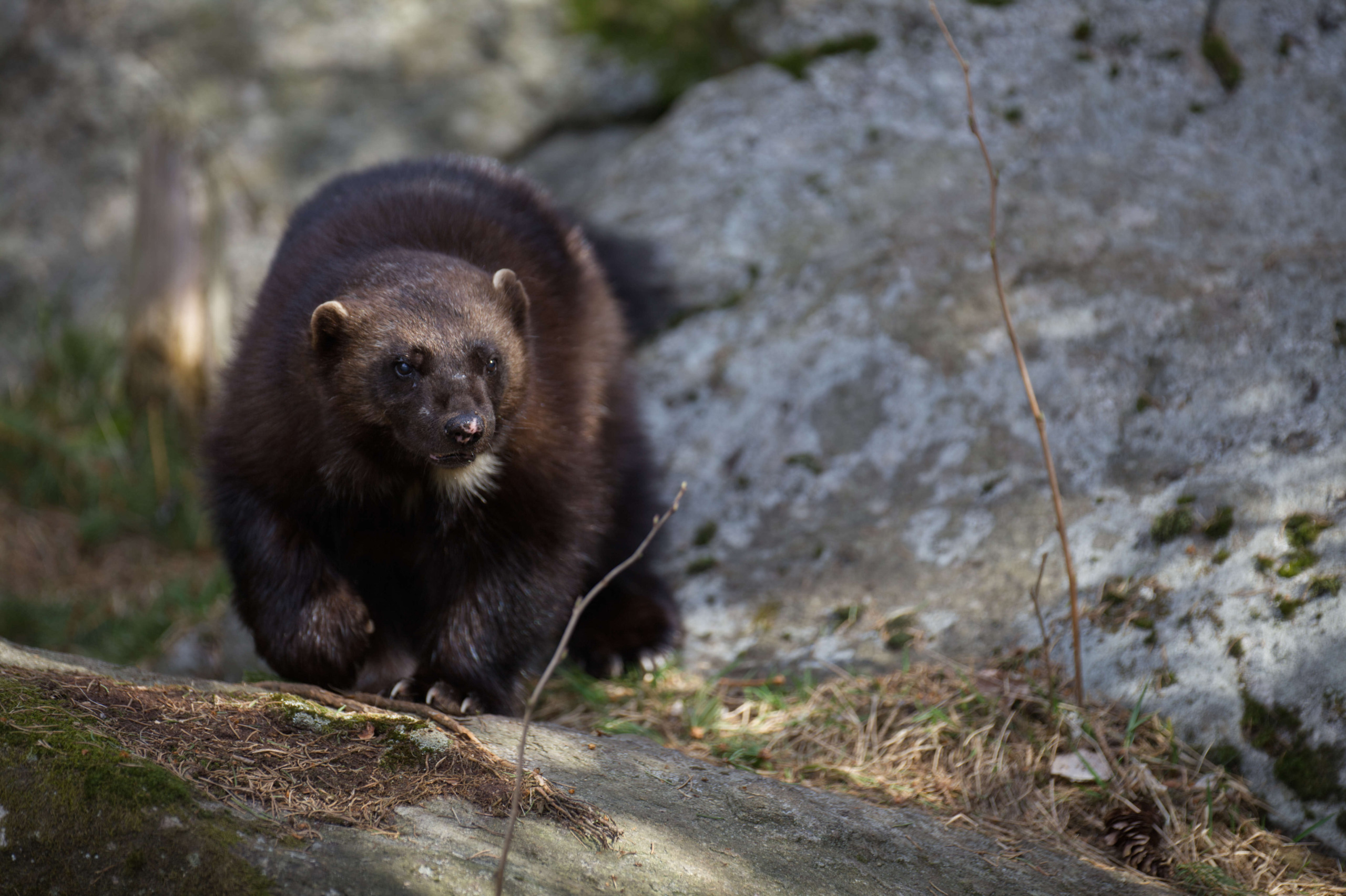 A wolverine, with dark fur and a distinctive mask-like face, confidently stands on a rugged terrain dotted with moss and grass. The background reveals rough, gray stone kissed by sunlight filtering through the trees.