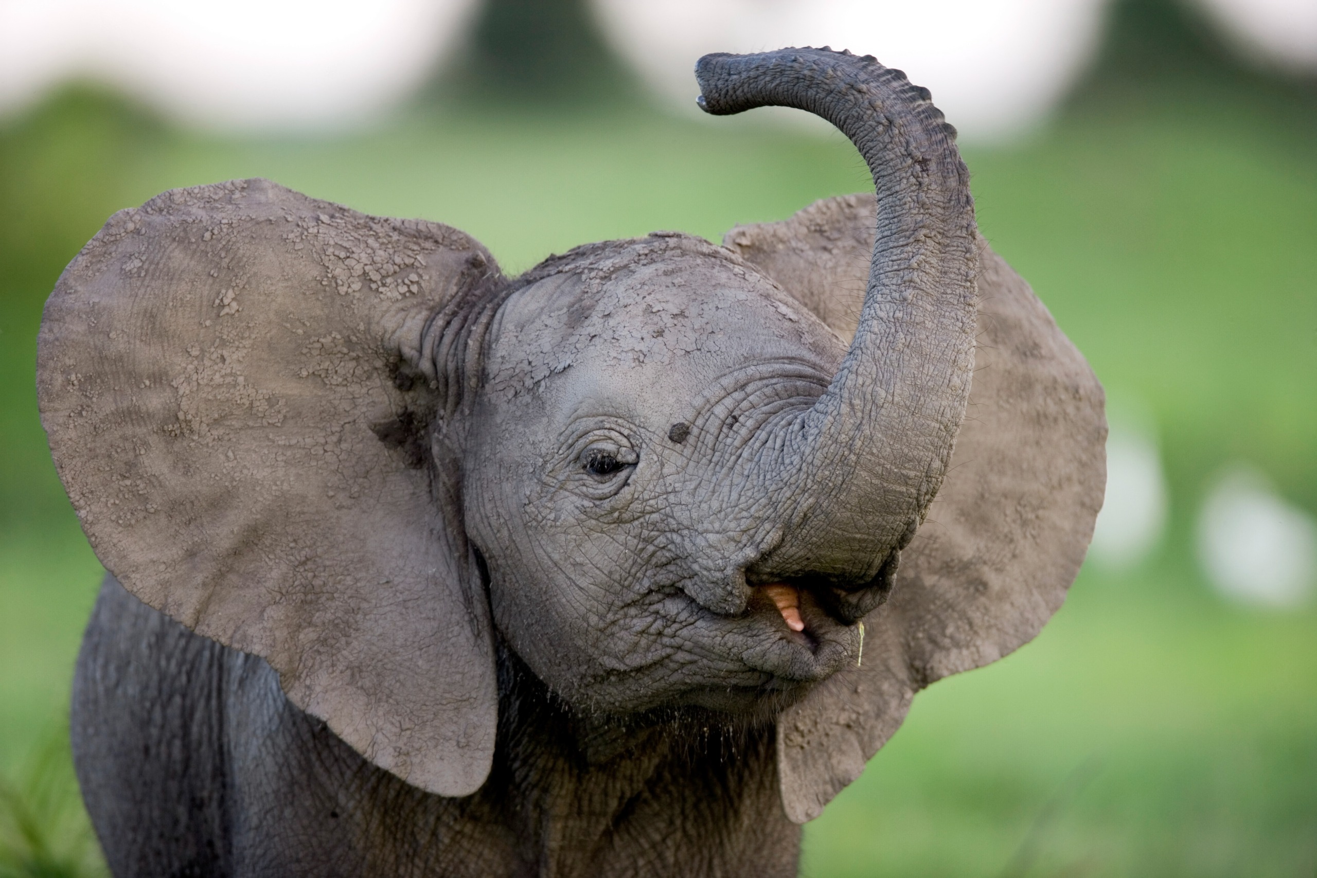 A young elephant with large ears and a muddy body raises its trunk playfully. The blurred green background hints at a lush, grassy environment. Its small tusks peek out slightly, capturing the charm of this delightful creature in its natural habitat.