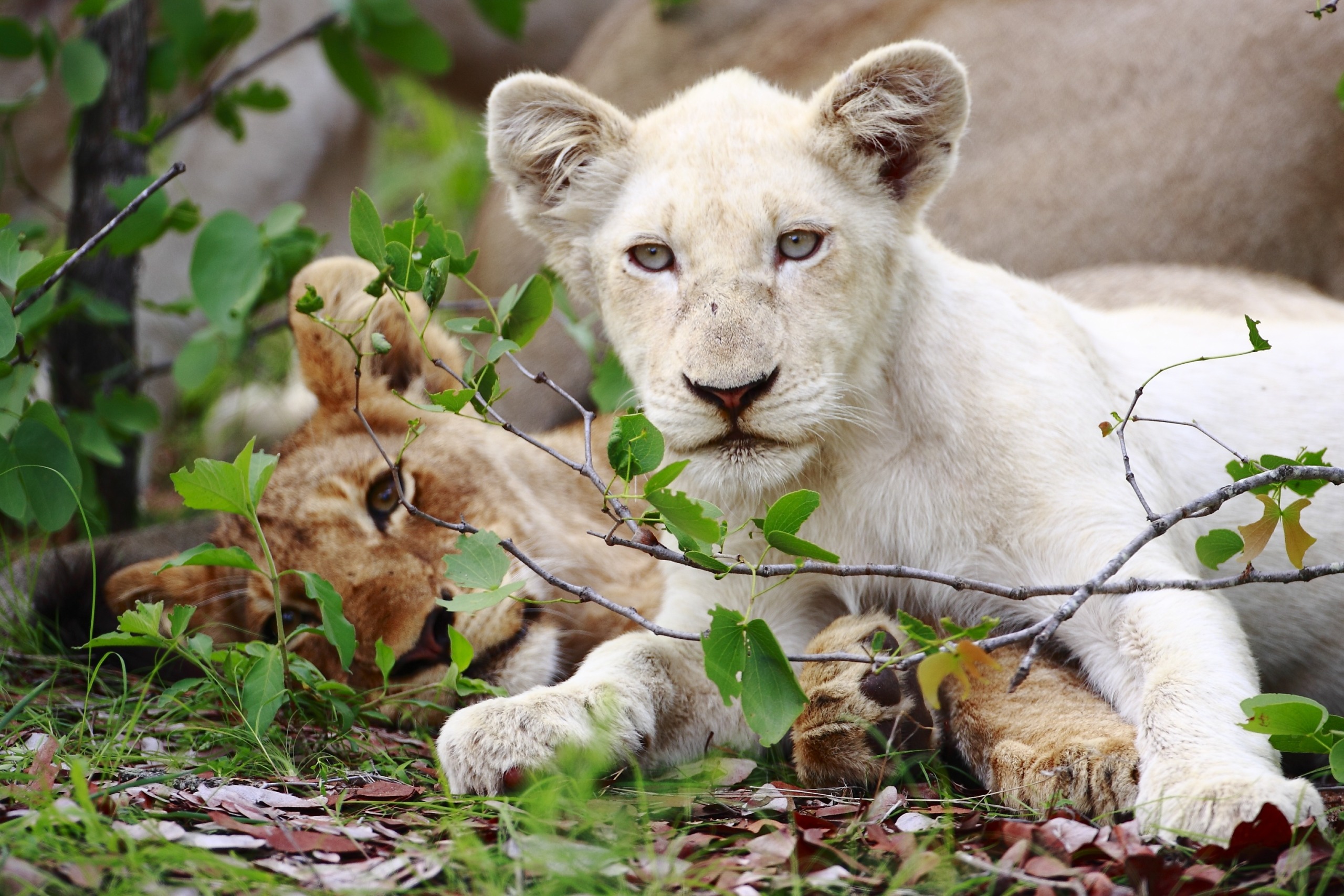 In the lush green habitat, a young white lion cub—one of the rare and majestic White Lions—lies in the grass, while a brown lion rests protectively behind it. Capturing an essence of being Born Wild, the cub gazes intently at the camera amidst leaves and branches.