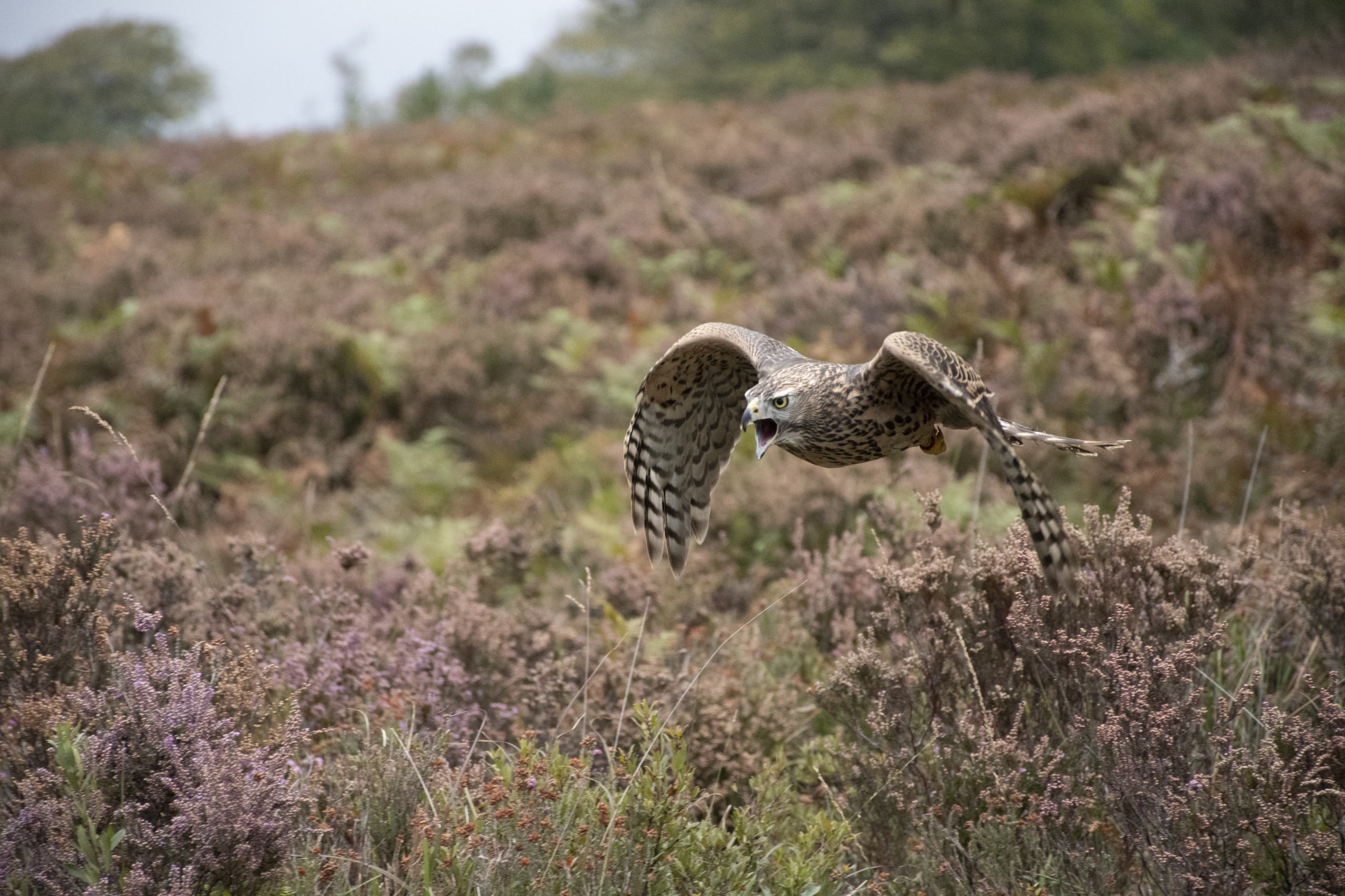 A falcon soars low over a field of heather, its wings outstretched and beak open. The landscape is filled with purple and brown hues, like the crown of an ancient forest, with blurred trees in the background.