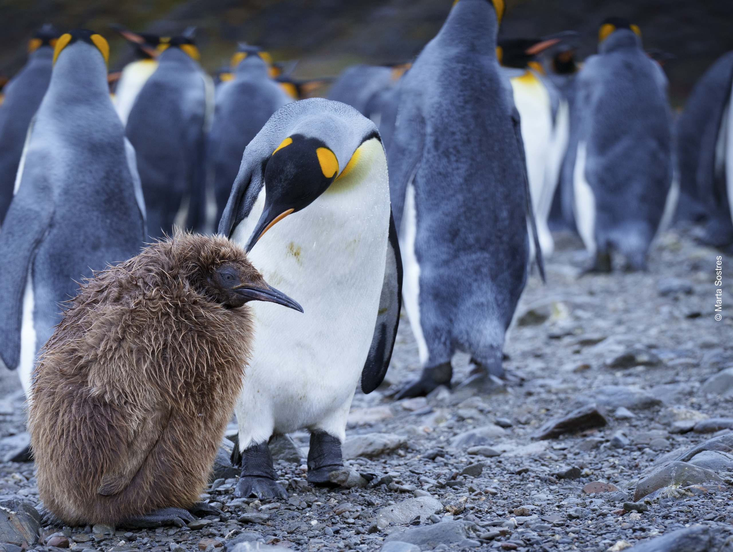 A colony of emperor penguins gathers on a rocky shore reminiscent of a scene from Baywatch. In the foreground, an adult penguin stands close to a fluffy brown chick, with more penguins blurred in the background. The adult penguin gently looks down at the chick.