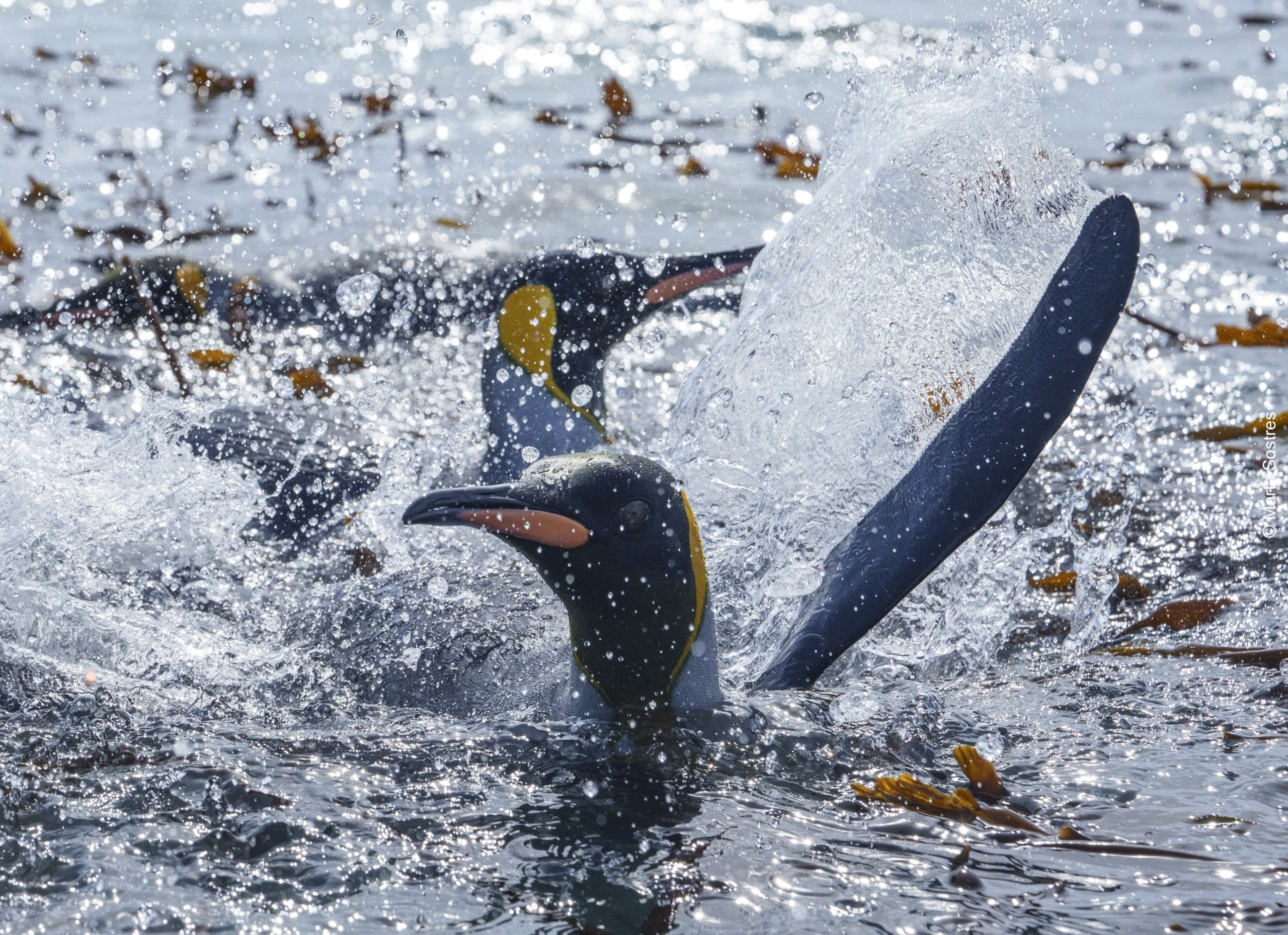 Two penguins channel their inner Baywatch, swimming energetically through splashing water surrounded by seaweed. Their flippers are raised triumphantly as droplets fill the air above them against the backdrop of the shimmering water surface.