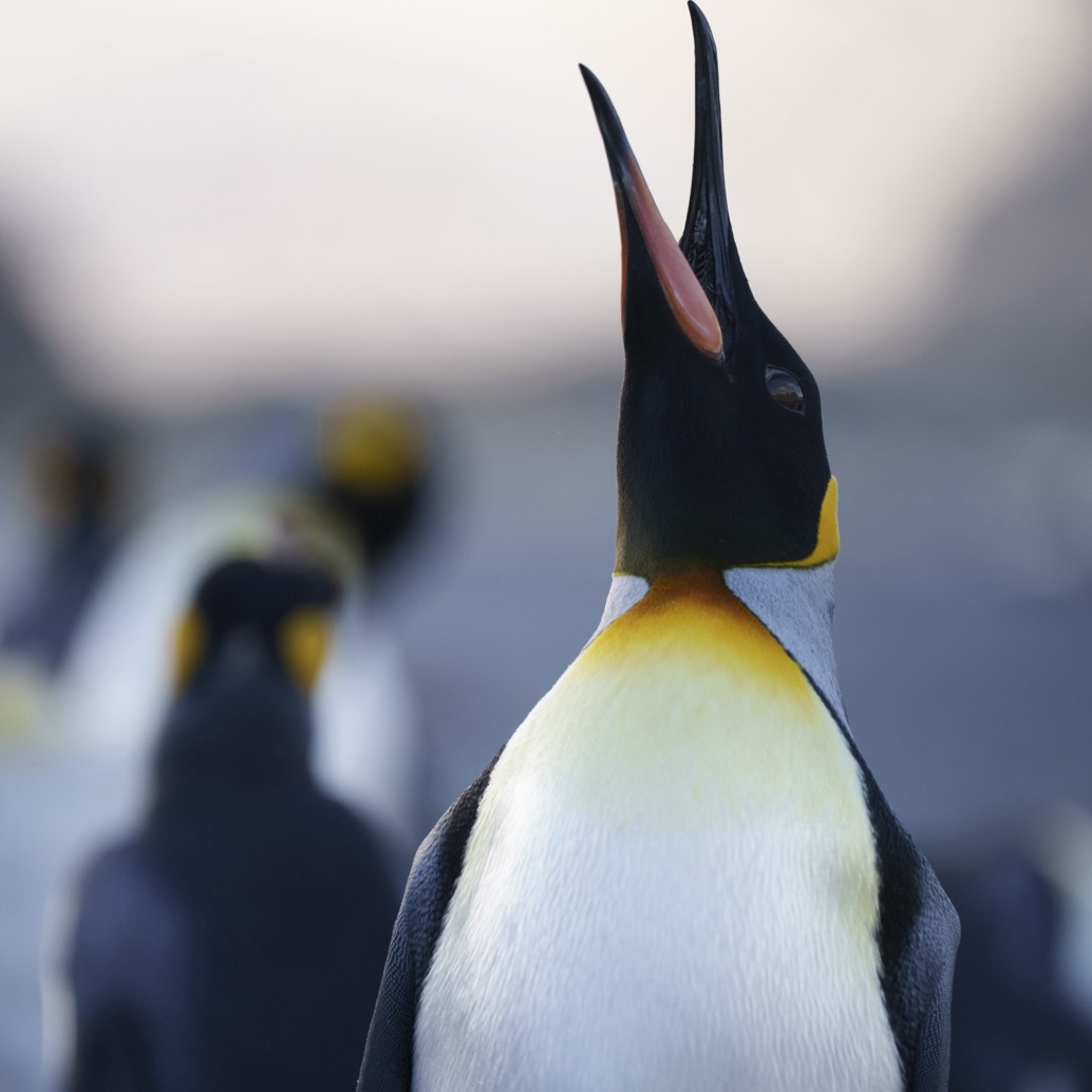 A close-up of a king penguin with its beak open, reminiscent of a scene from Baywatch, showcasing its vibrant yellow and orange neck feathers. The background is blurred, with other penguins visible in softer focus.