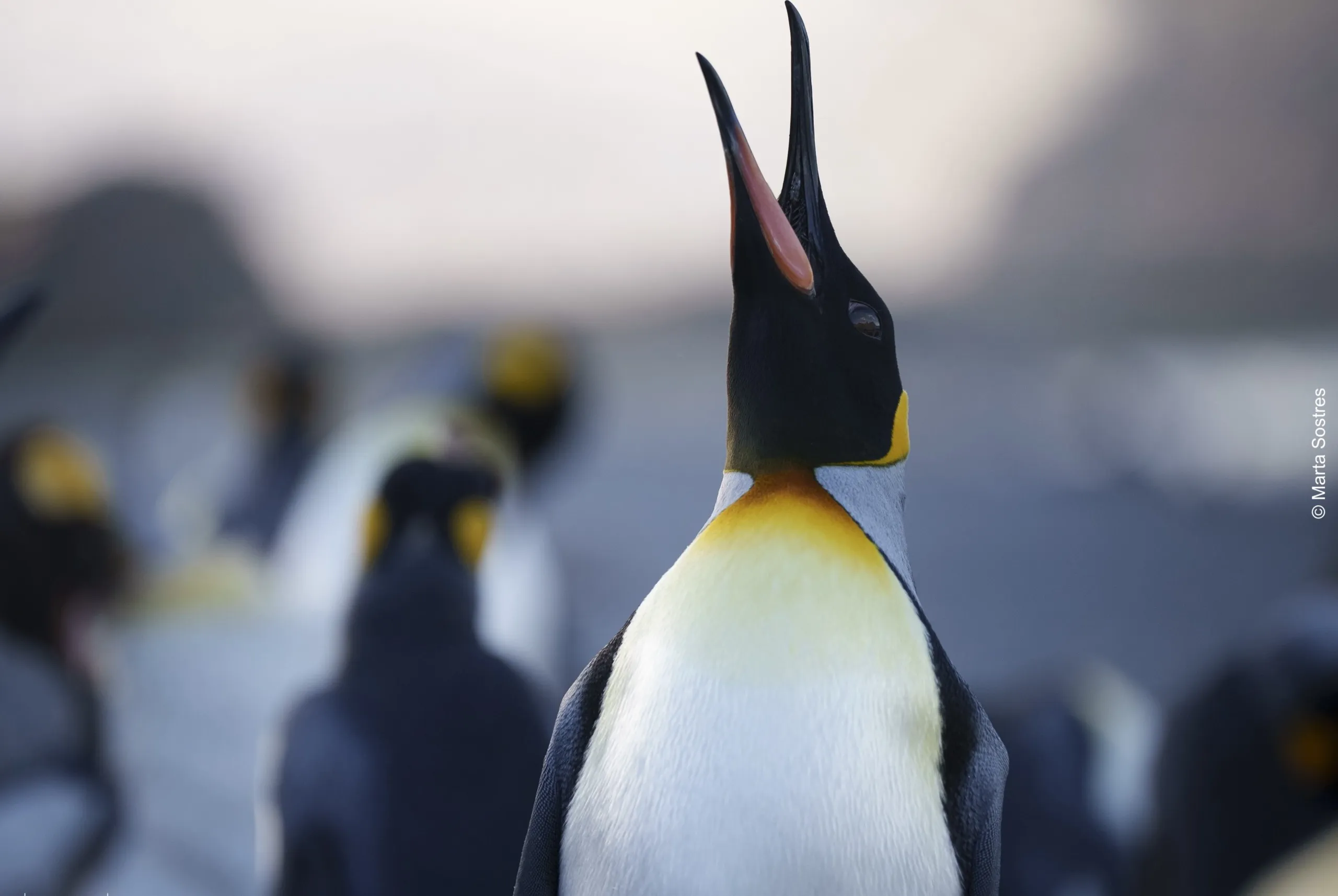 A close-up of a king penguin with its beak open, reminiscent of a scene from Baywatch, showcasing its vibrant yellow and orange neck feathers. The background is blurred, with other penguins visible in softer focus.