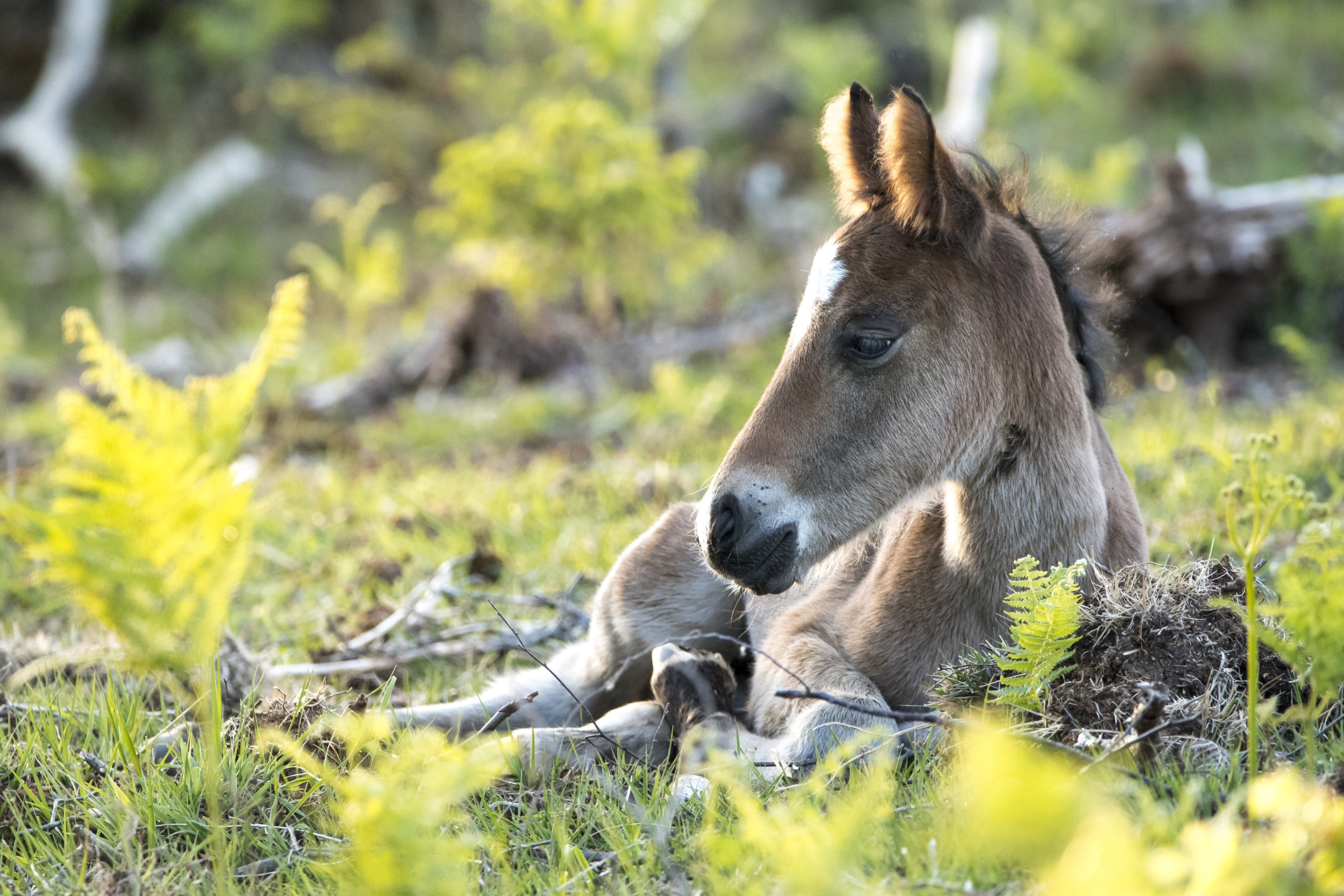 A young foal lies down in a grassy field, surrounded by vibrant green ferns and the shadows of an ancient forest. The foal appears relaxed, gazing off to the side on this sunny day.