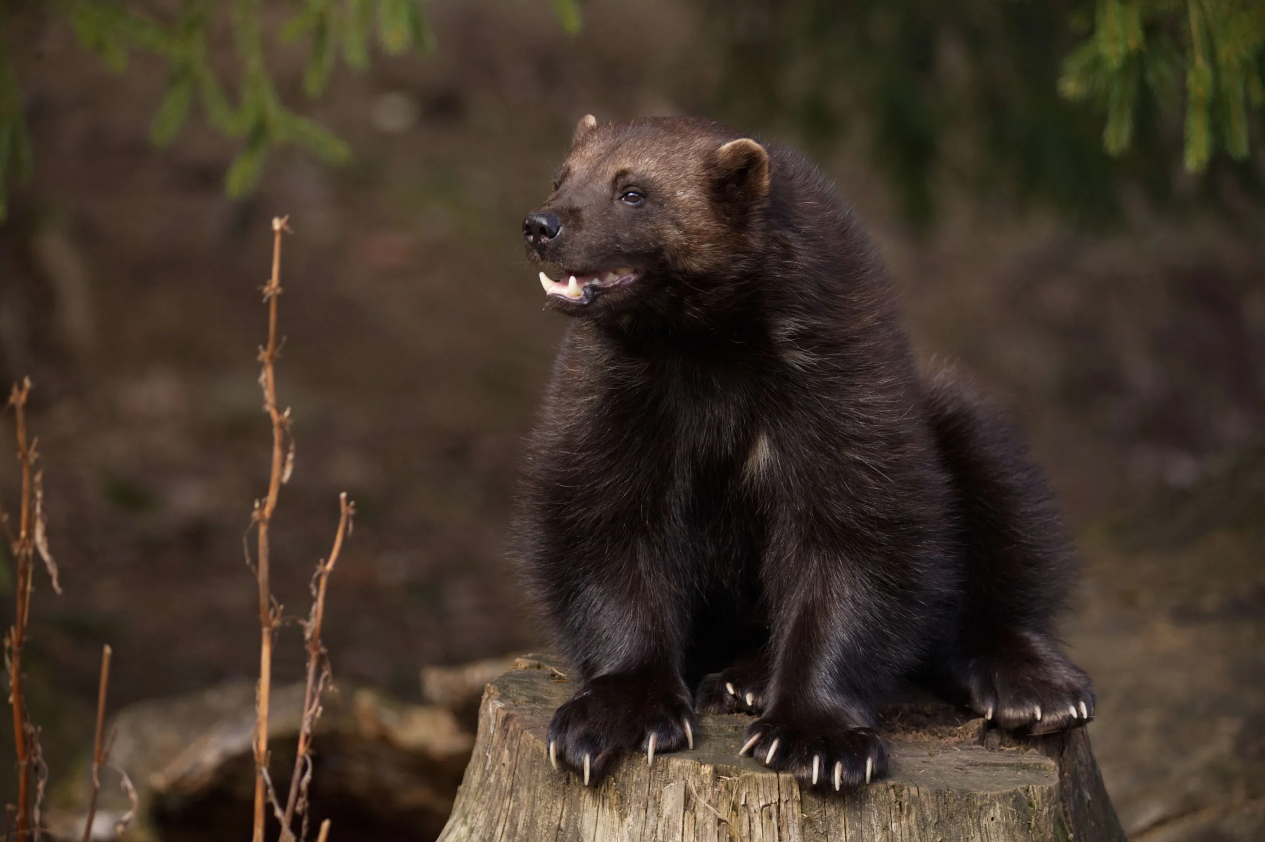 A solitary wolverine perches on a tree stump, its mouth slightly ajar. The creature's dense, dark fur stands out against the blurred forest backdrop, with bare branches subtly visible to the left.