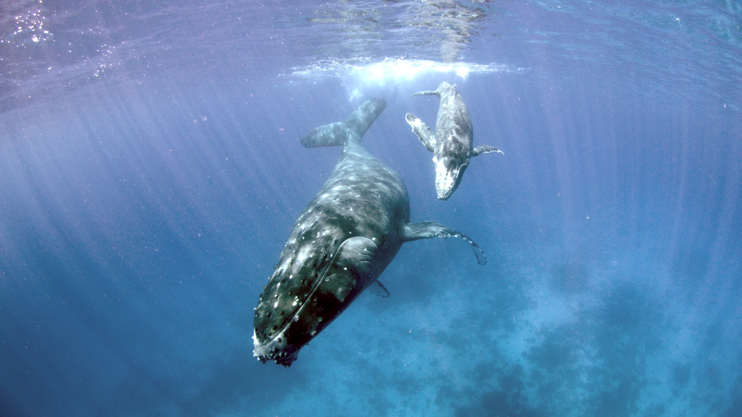 Two majestic whales glide gracefully near the ocean's surface, their gray bodies illuminated by sunlight filtering through the water. As they swim, the seabed below is faintly visible, adding depth to this serene underwater scene.