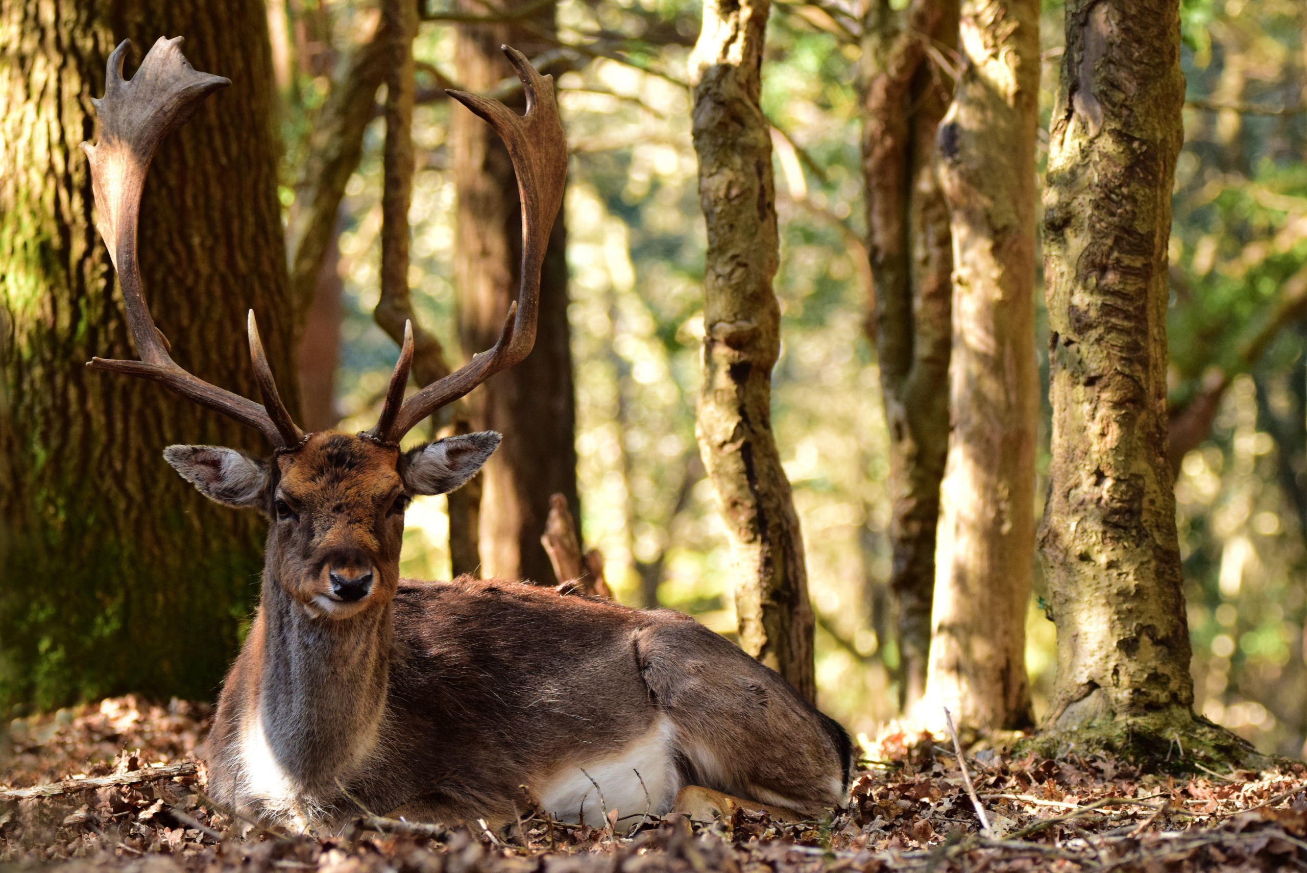 A deer with a majestic crown of antlers rests on the forest floor, surrounded by tall trees. Sunlight filters through the branches, casting dappled shadows on the ground. The scene evokes an ancient, peaceful woodland setting.