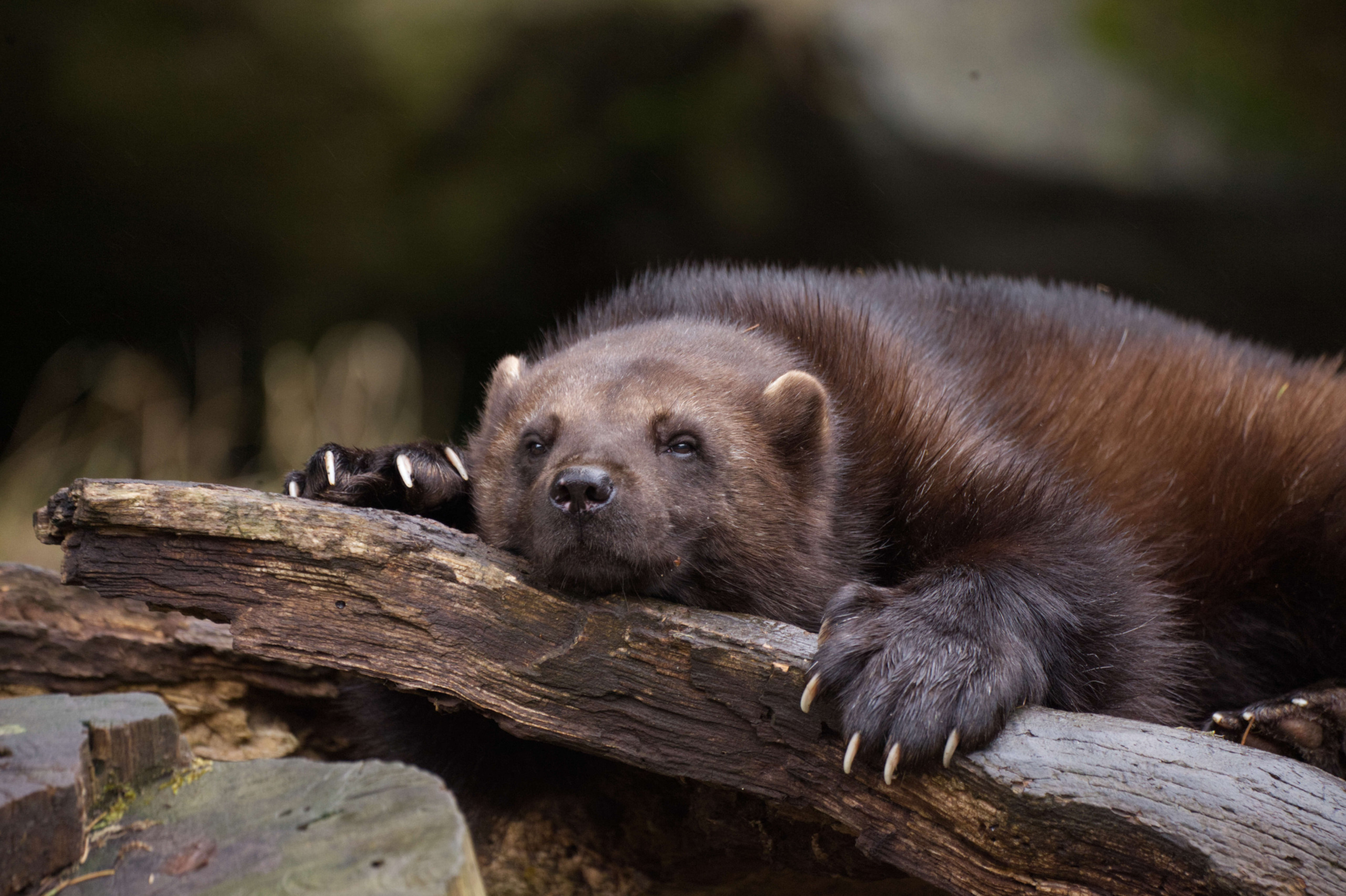 A solitary wolverine lounges on a log, its head resting and front paws stretched forward. The dense, dark fur stands out against the wood, with long claws clearly visible. The blurred background intensifies the focus on this rugged creature.