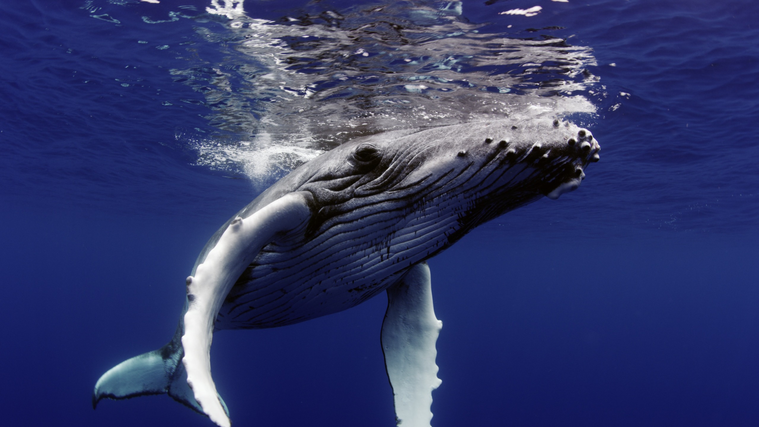 A majestic humpback whale gracefully swims underwater, surrounded by the vast deep blue ocean. Sunlight penetrates the surface, highlighting its textured skin and long pectoral fins as it glides serenely through its aquatic realm.