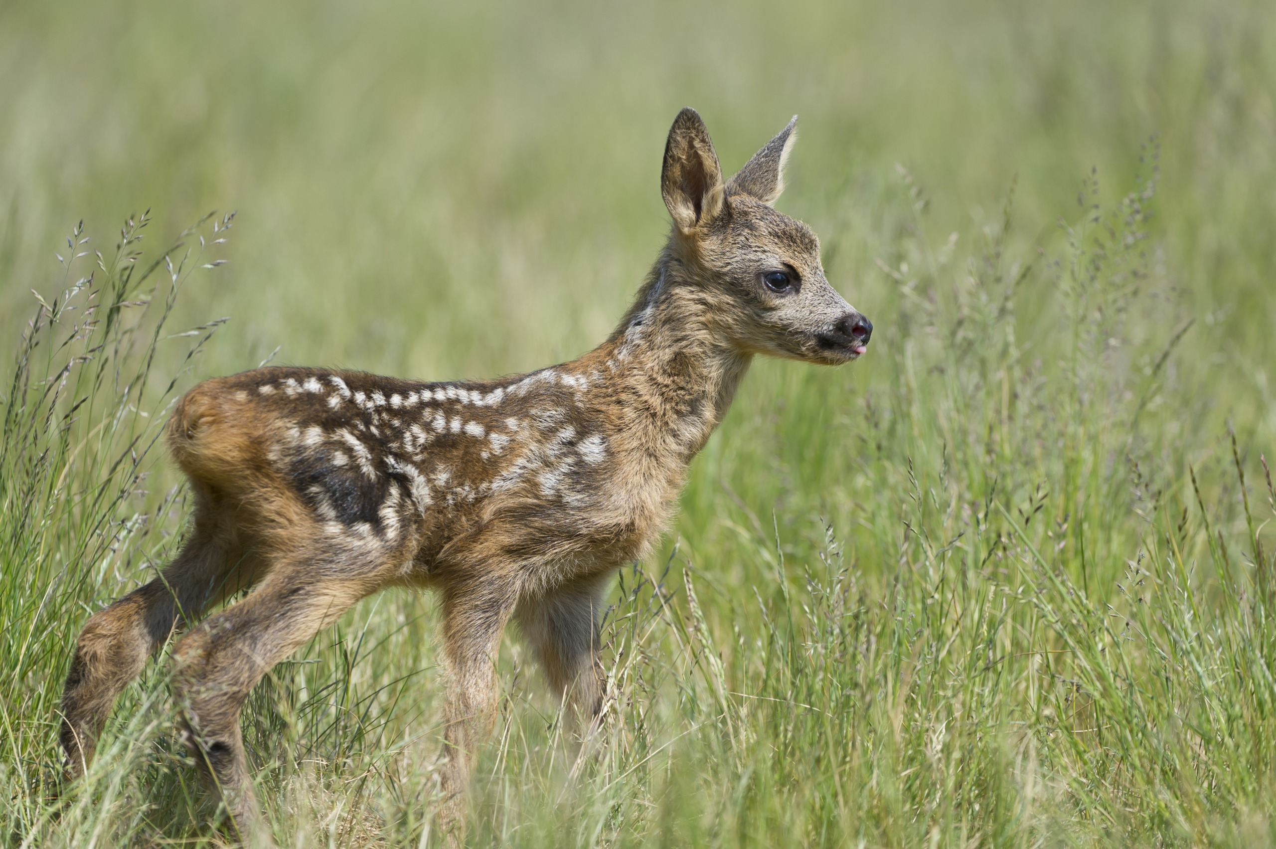 A young fawn with a speckled back stands in a grassy field, looking to the right. Surrounded by vibrant green grass, this adorable animal baby captures a serene and natural scene among wild animals.