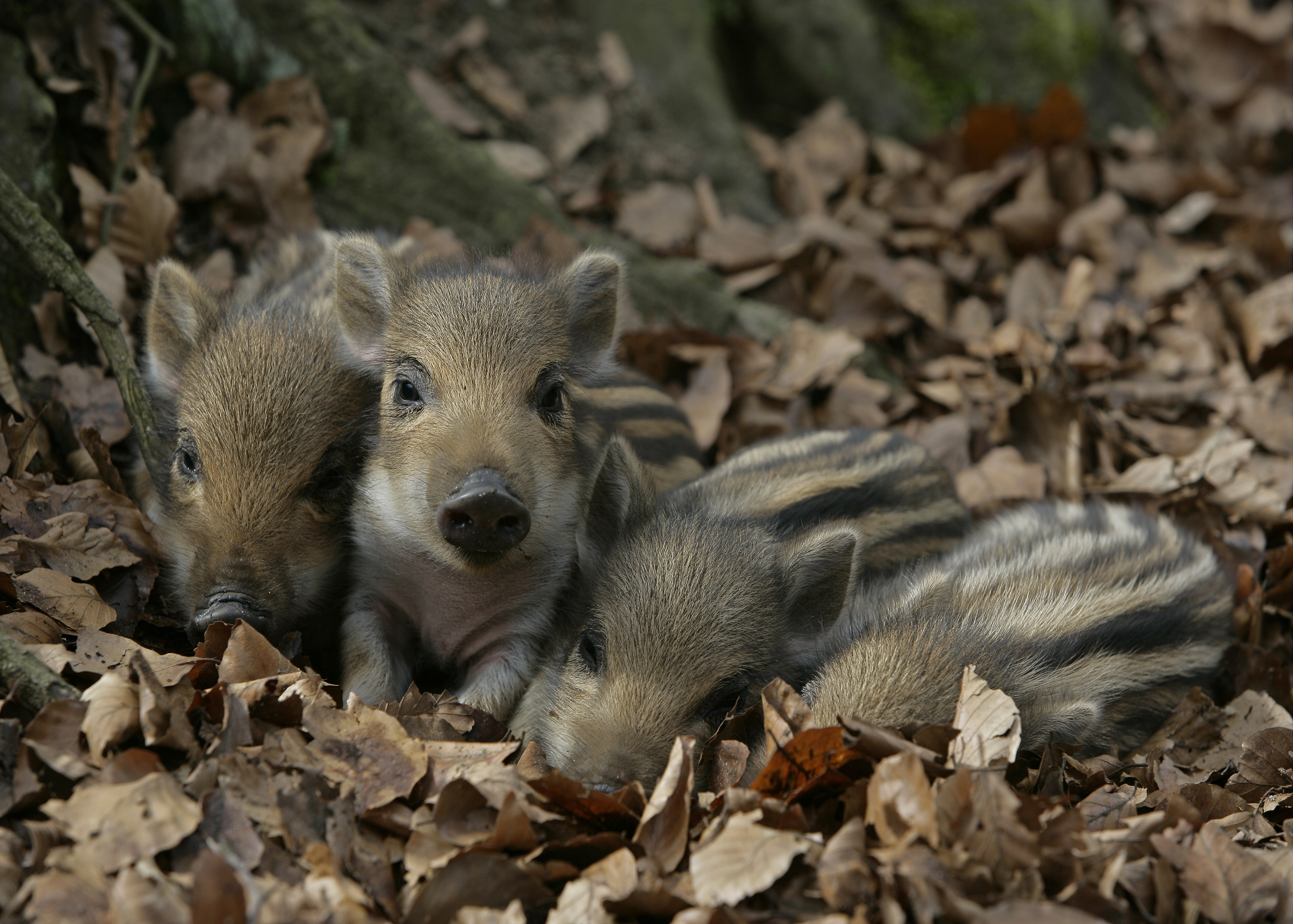 Four adorable animal babies with brown and cream stripes cuddle together among dried leaves on the forest floor, proving that even in the heart of nature, creatures can be both cuddly and wild.