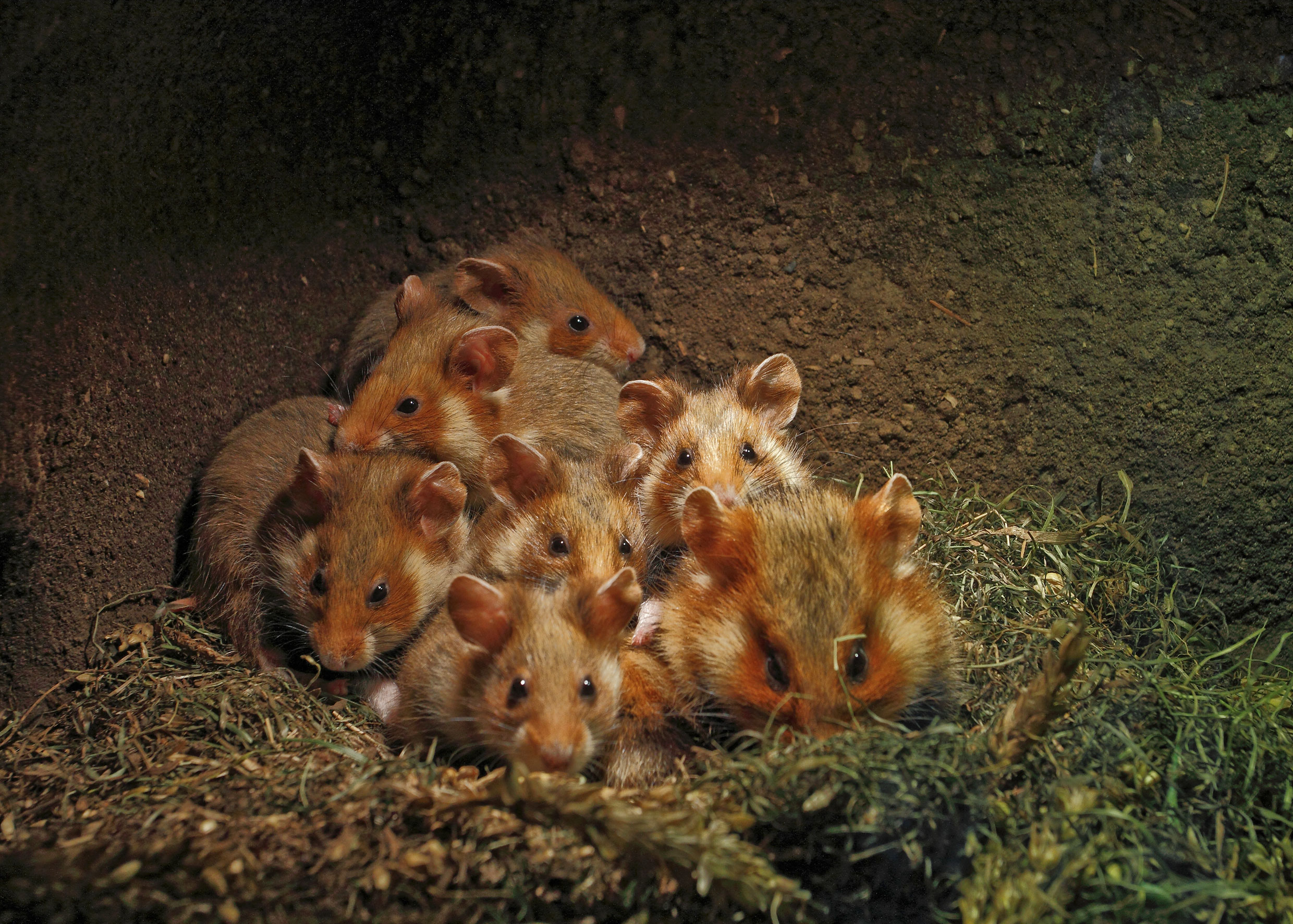 A group of eight cuddly, small, fluffy hamsters huddled together in a dimly lit environment with dry grass and dirt. They are closely packed, with eyes shiny and ears perked up, giving an appearance of warmth and comfort.