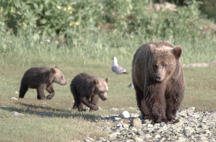 A mother bear strolls along a rocky path with her cubs trailing closely in the grassy area, as if heading to an annual festival of nature. A seagull observes from afar, while vibrant green foliage paints the backdrop of this timeless event.