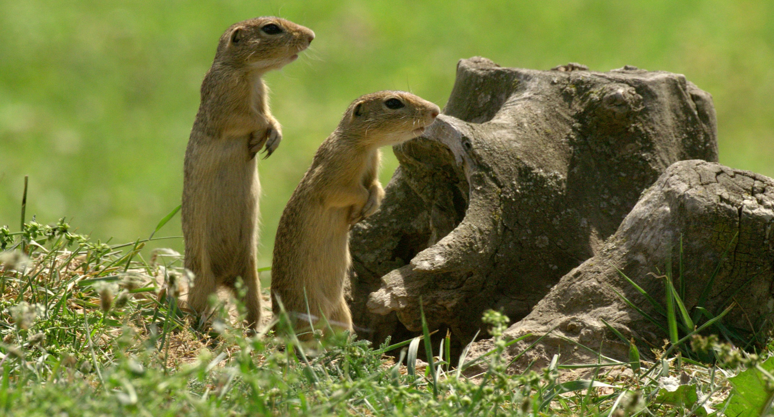 Two small rodents, possibly ground squirrels, stand upright next to a textured tree stump in a grassy area near Lake Balaton. One appears to be looking around while the other seems focused on the stump. The background is a blur of green grass.