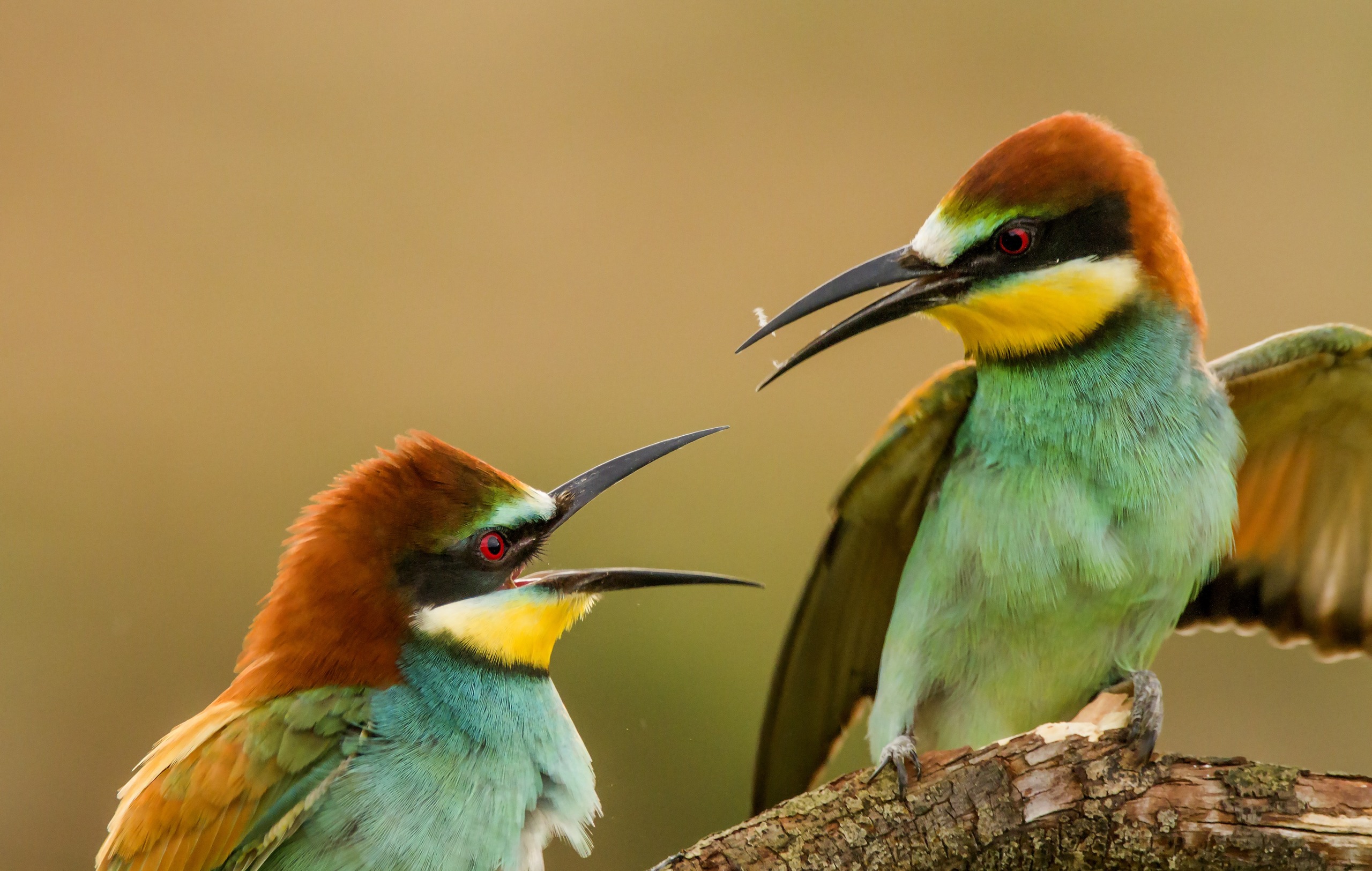 Two colorful birds with vibrant green and burnt orange plumage perch on a branch by Lake Balaton. One bird has its wings slightly raised, and they appear to be interacting with each other. In the background is a soft, blurred brownish hue that complements the serene lakeside setting.