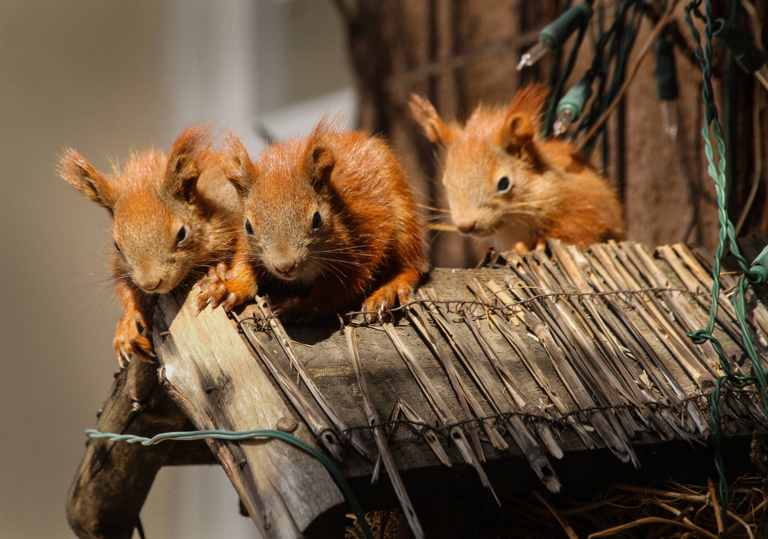 Three red squirrels are perched on a wooden structure, looking curiously forward. The rustic frame of twigs and branches contrasts charmingly with the soft glow of city lights twinkling in the background.