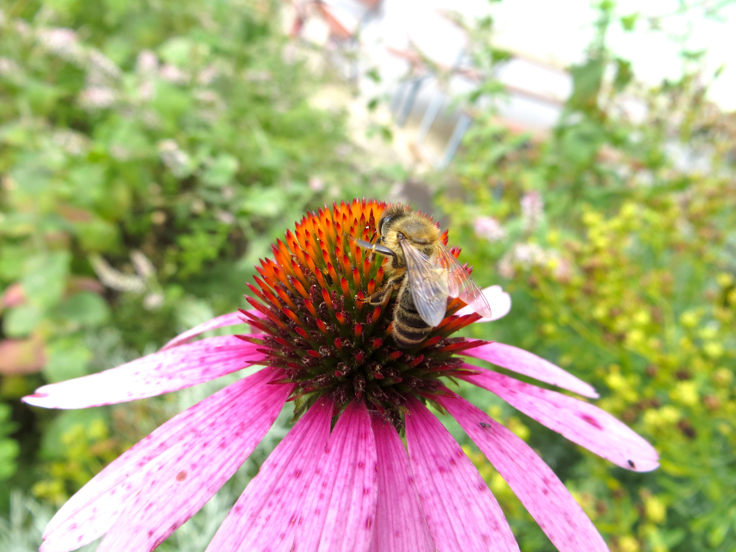 In a bustling city garden, a bee gathers pollen on a vibrant purple coneflower, surrounded by lush green foliage and blurred plants in the background.