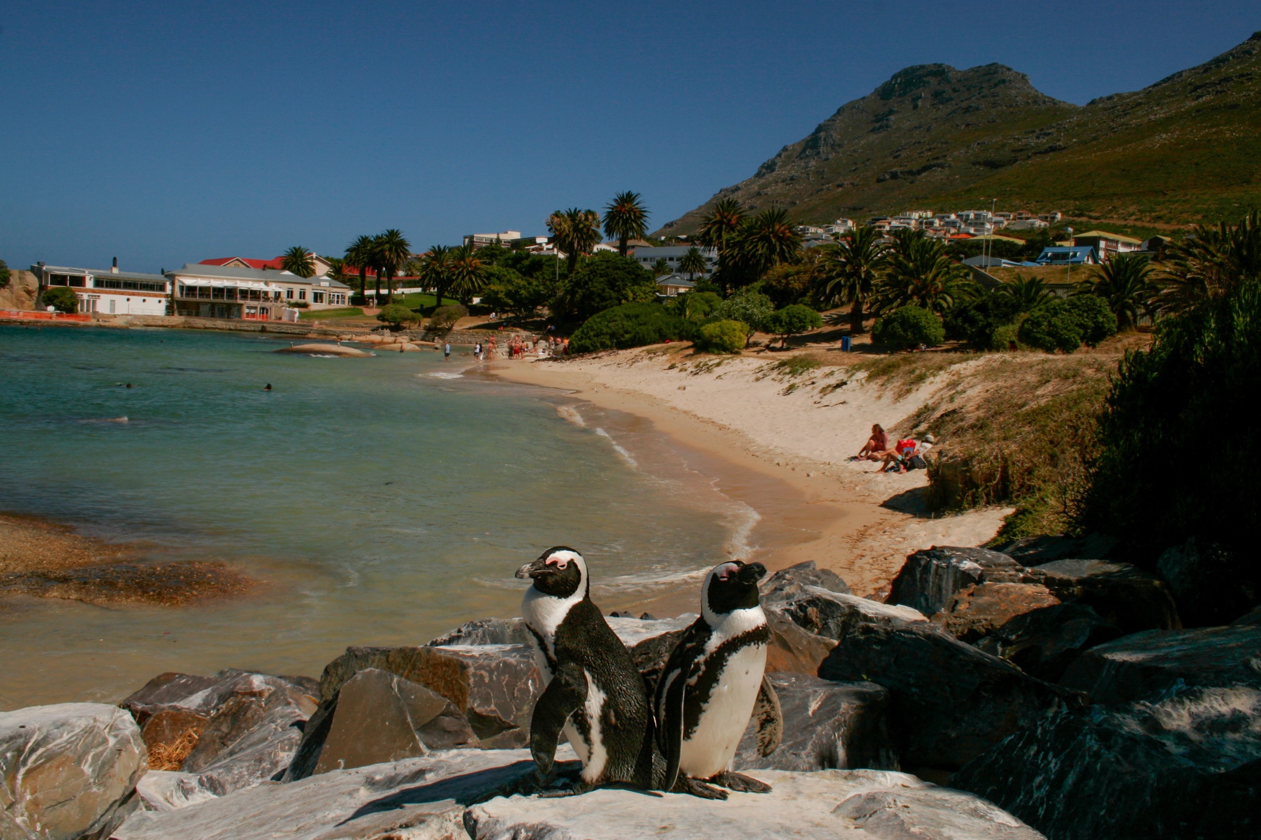 Two penguins stand on rocks overlooking a sandy beach with clear waters. The coastline curves into the distance, lined with city houses, palm trees, and lush greenery. A mountain range rises in the background under a clear blue sky.