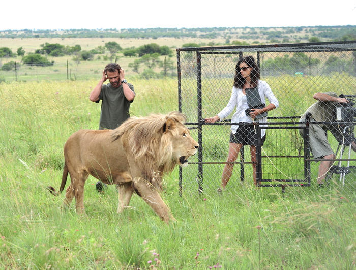 A lion moves calmly in a grassy field while two people observe from within a fenced enclosure. The man covers his ears, and the woman stands next to him wearing sunglasses. Behind the scenes, a camera operator is partially visible behind them.