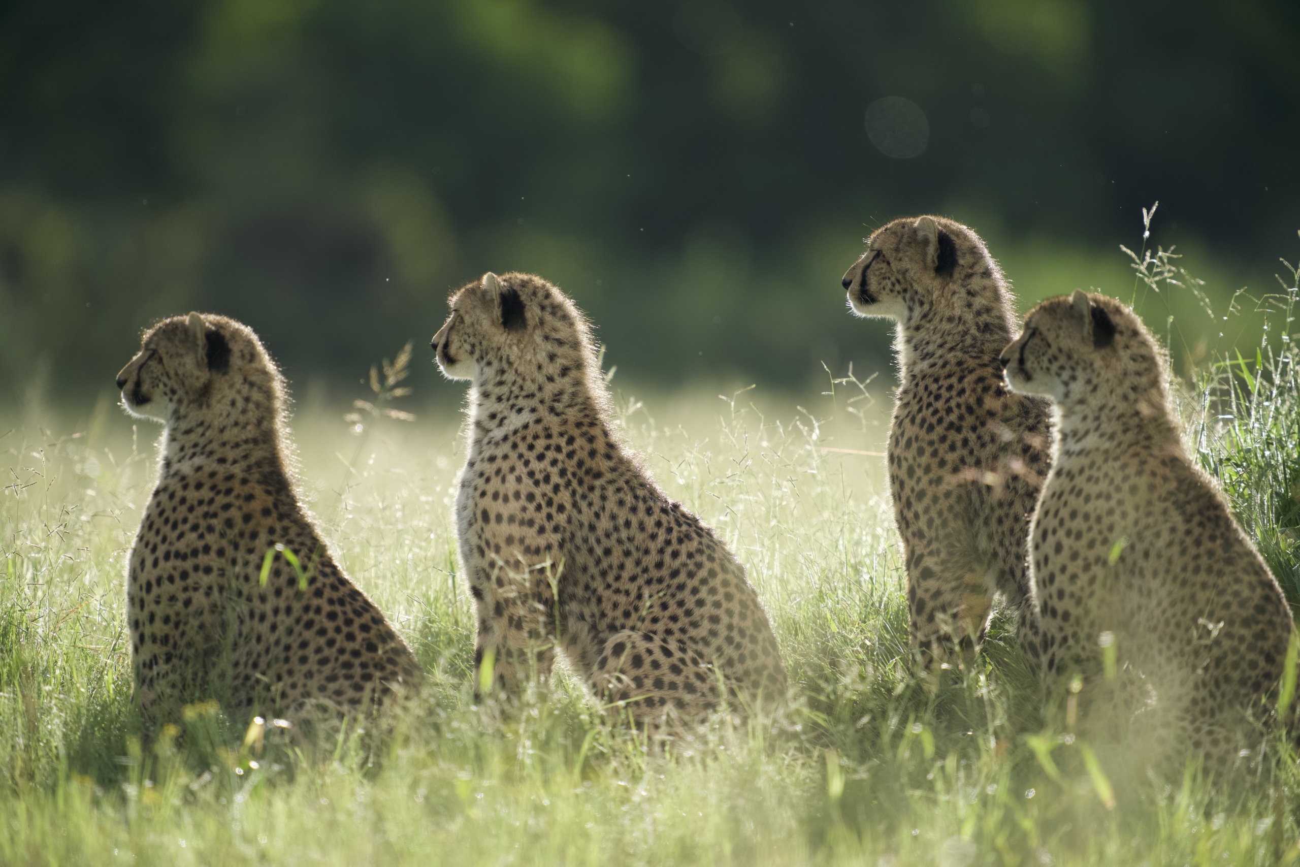 Four big cats sit side by side in a sunlit grassy field, facing away. Their spotted coats blend with the tall grass, and the background is a blur of green, suggesting lush vegetation.