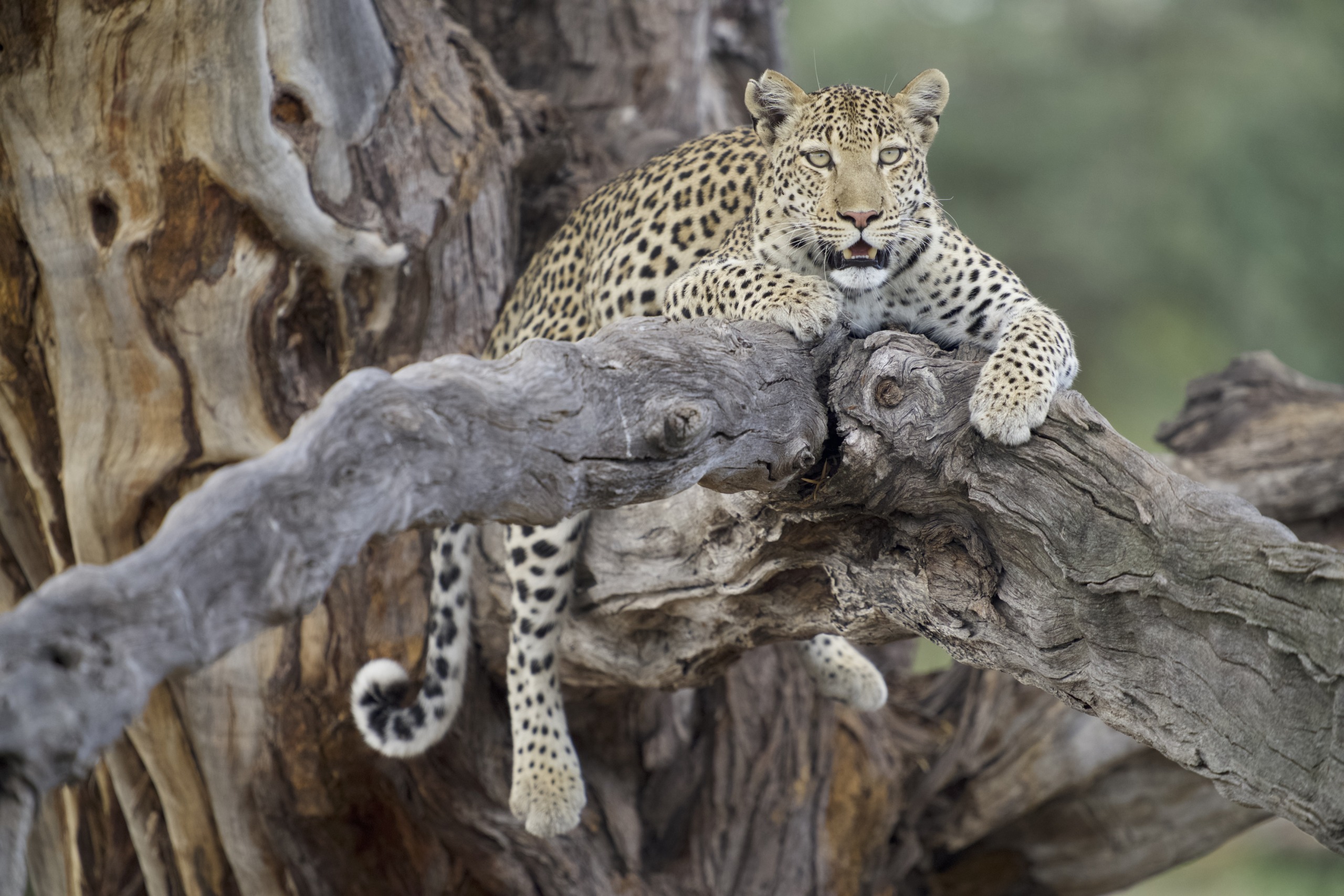 A majestic leopard, one of nature's big cats, lounges gracefully on the branches of a large, gnarled tree. Its piercing eyes gaze forward, tail hanging down. The textured, weathered bark blends with the leopard's spotted coat against a softly blurred green background.