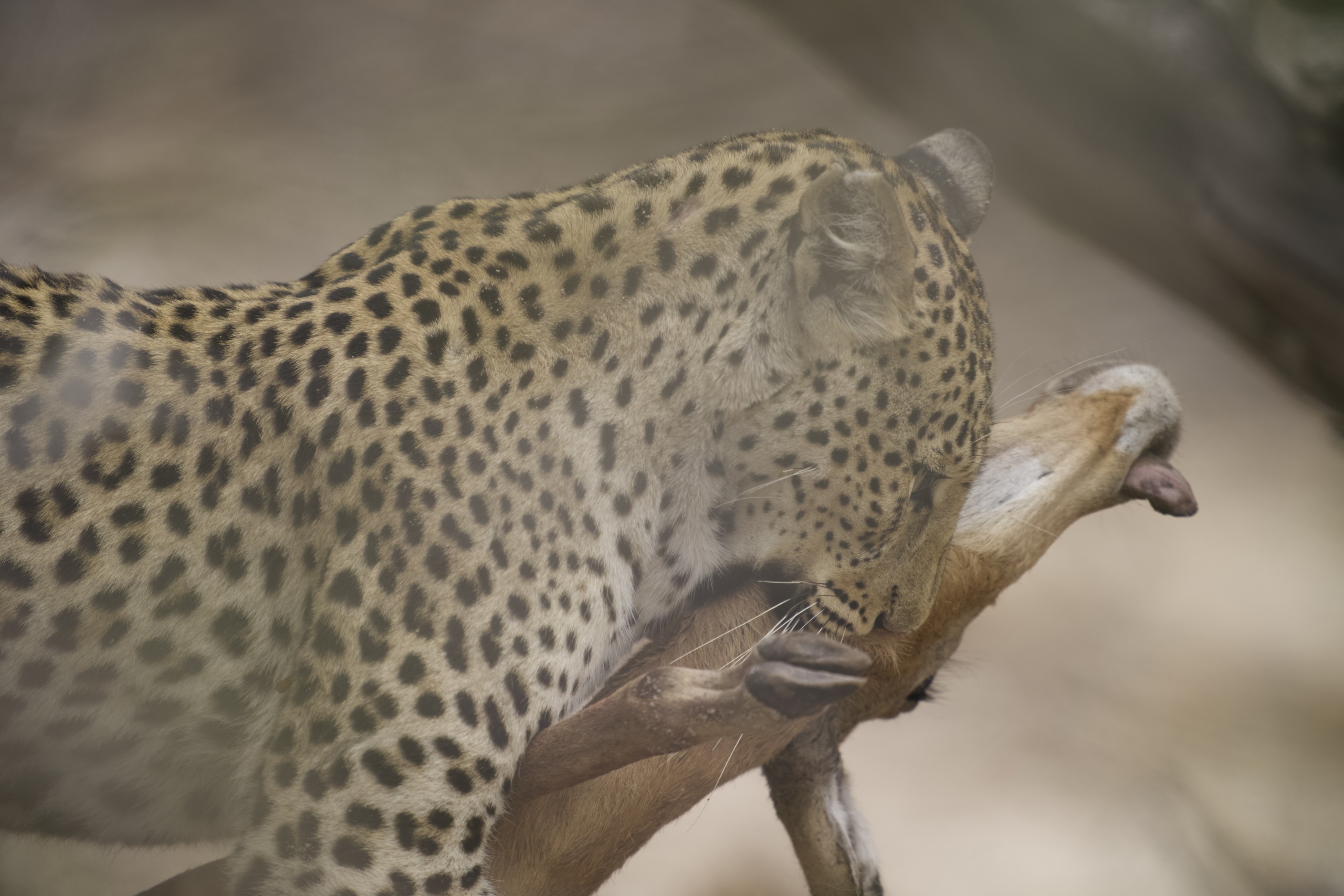 A big cat with spotted fur holds a gazelle in its mouth in a natural setting. The leopard is partially visible, focusing on its head and upper body, while the gazelle's head and front legs can be seen.