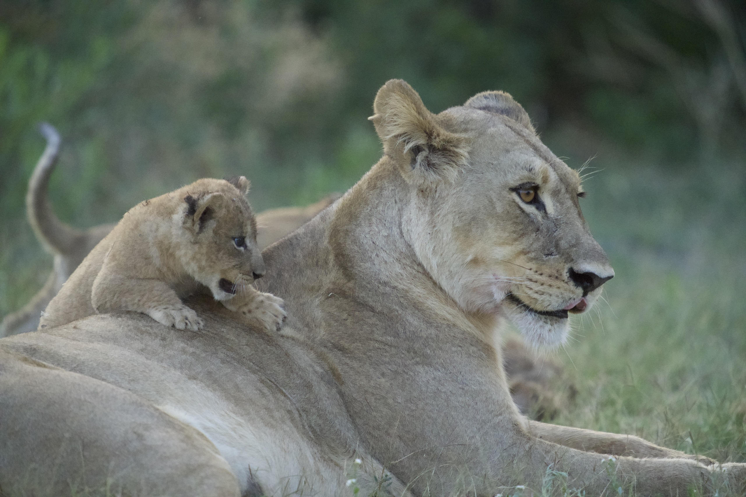 A lioness, one of the majestic big cats, is lying on the grass with a lion cub playfully climbing on her back. The background is a blur of green vegetation.