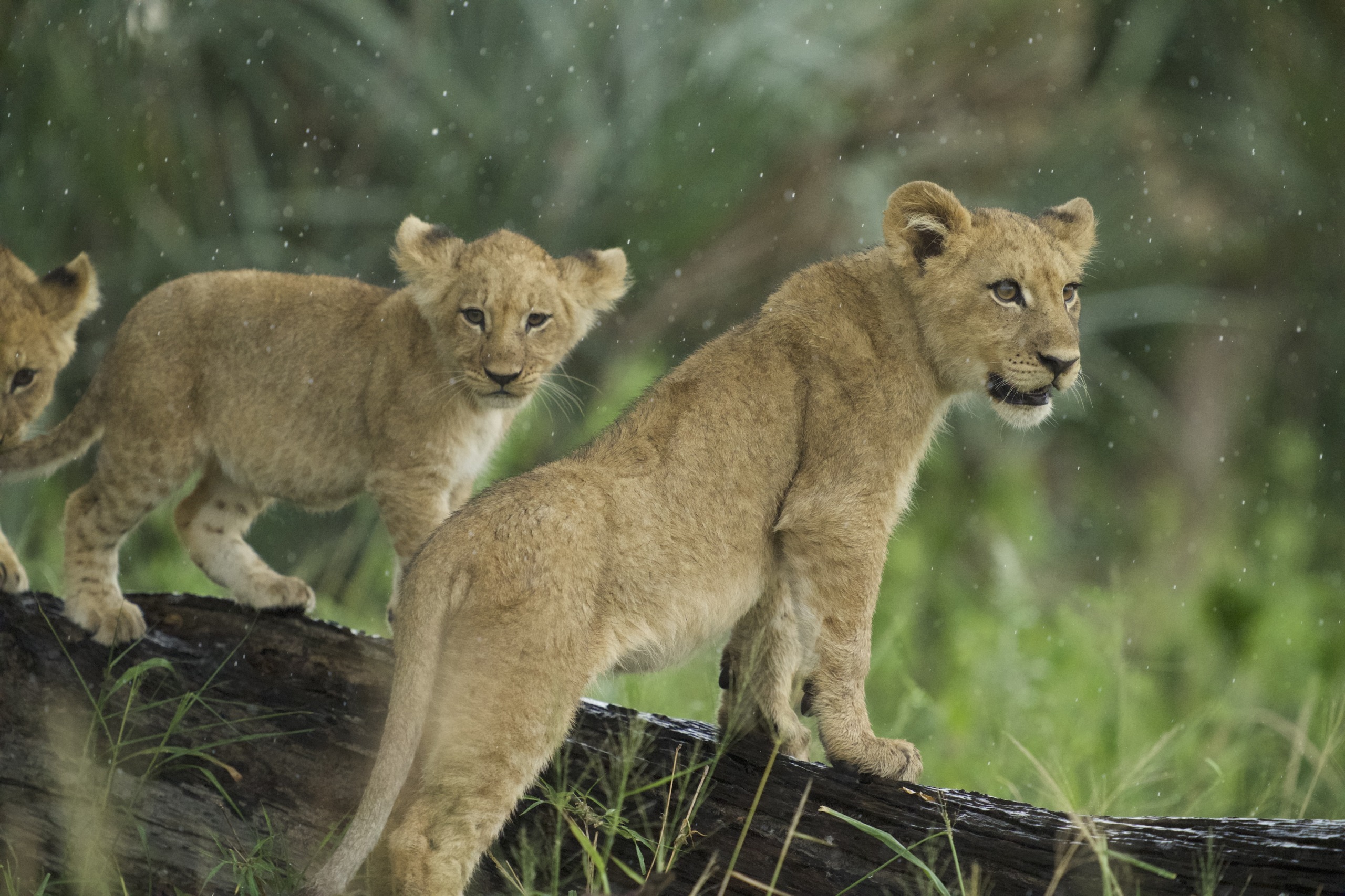 Two lion cubs, embodiment of majestic big cats, stand on a fallen tree trunk in a lush green environment during rainfall. One cub looks forward while the other glances back, both appearing curious and attentive.