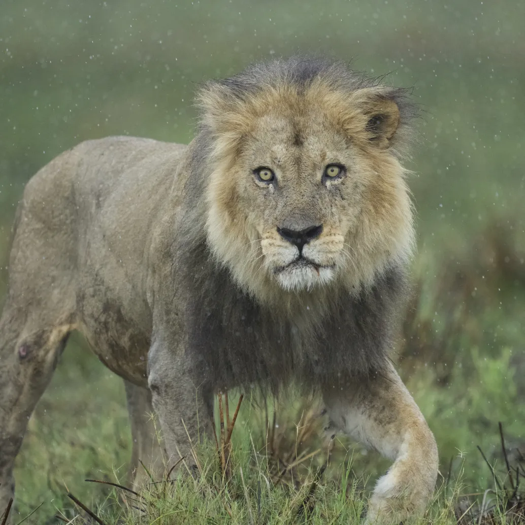 A majestic lion, one of the formidable big cats, stands on a grassy plain, its thick mane slightly damp from the rain. The lion gazes intently forward, surrounded by a backdrop of green vegetation under a softly falling drizzle.