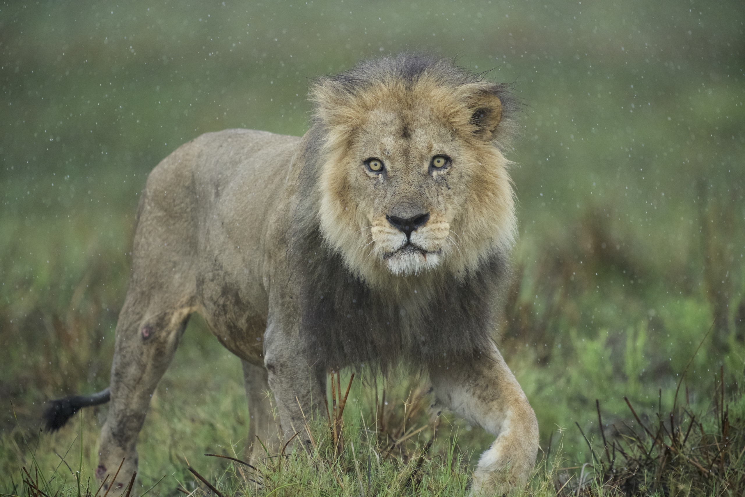 A majestic lion, one of the formidable big cats, stands on a grassy plain, its thick mane slightly damp from the rain. The lion gazes intently forward, surrounded by a backdrop of green vegetation under a softly falling drizzle.