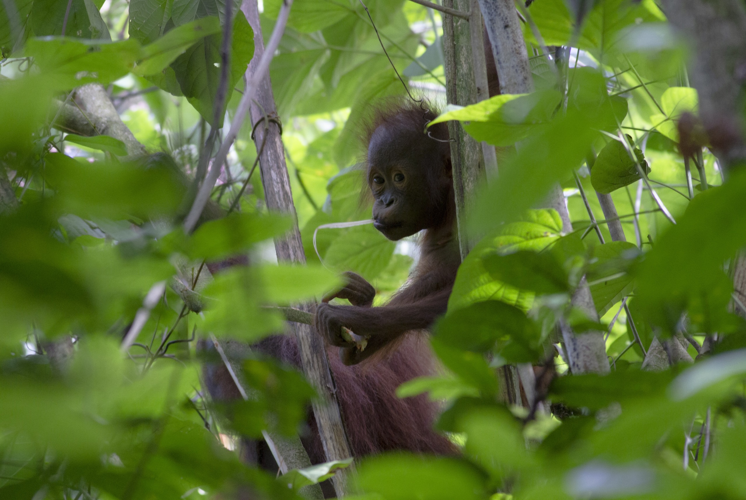 A young orangutan with fluffy hair sits among the dense green foliage of a Borneo tree. The scene is lush and verdant, with the orangutan partially hidden by leaves and branches, creating a peaceful and natural jungle atmosphere.