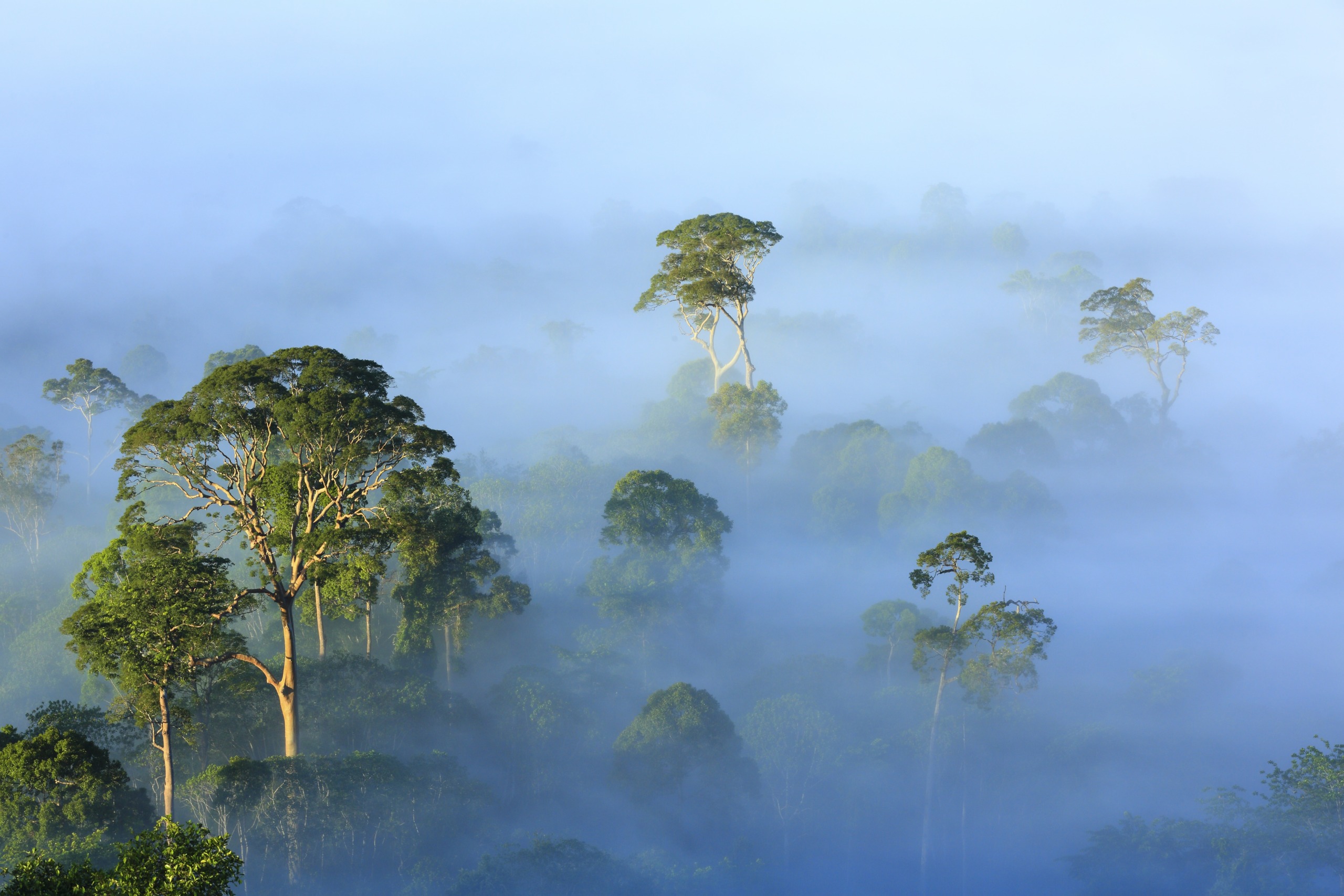 A lush Borneo forest with tall trees rises through a dense layer of mist, creating a serene and mystical landscape. The tops of the trees are highlighted by soft sunlight, while the fog blankets the forest floor.