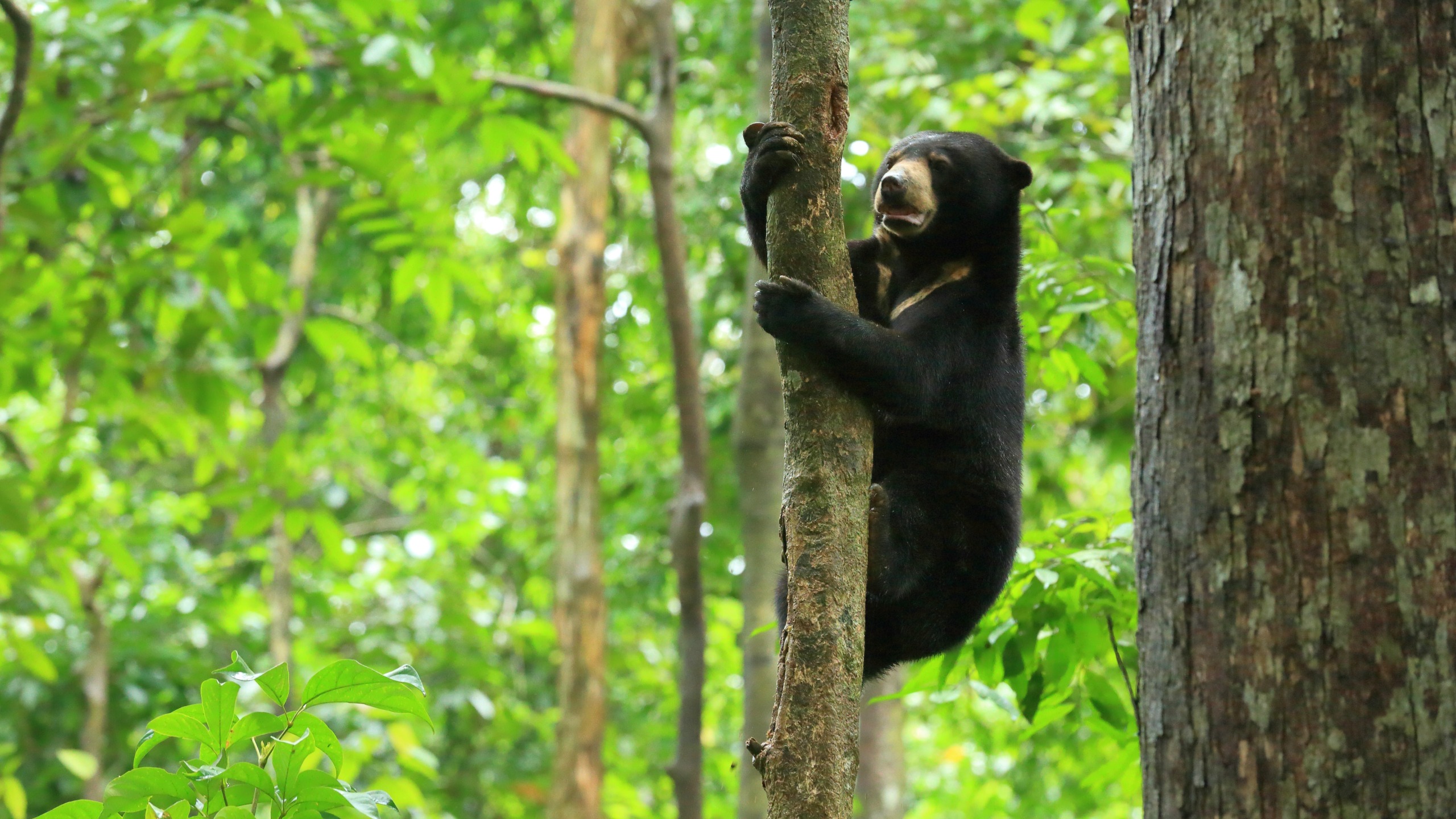 A sun bear from Borneo climbs a tree in the lush, green forest. Its black fur and distinct light-colored muzzle are visible, with its limbs wrapped around the trunk. Sunlight filters through the leaves, highlighting the vibrant foliage of this unique corner of the world.
