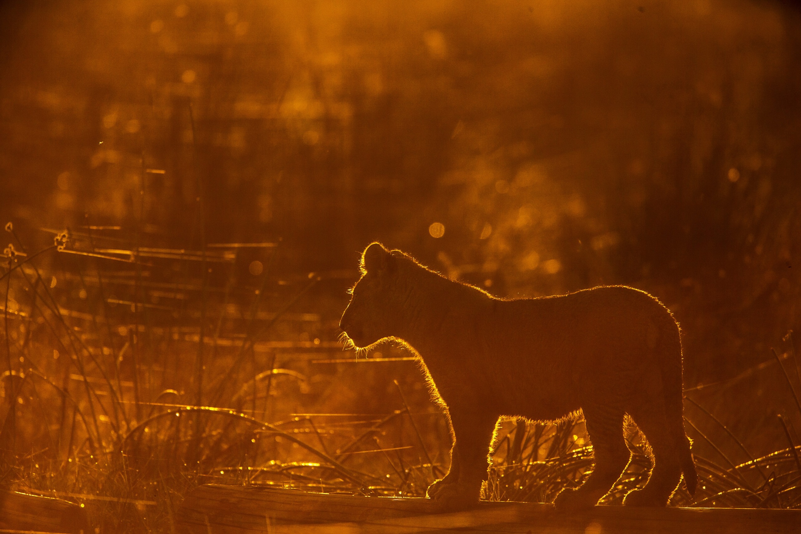 A lion cub is silhouetted against a warm, golden sunset, walking through tall grass. The backlighting creates a glowing outline around the cub, highlighting its fur and the evolving natural environment, capturing nature's changes in this beautiful moment.