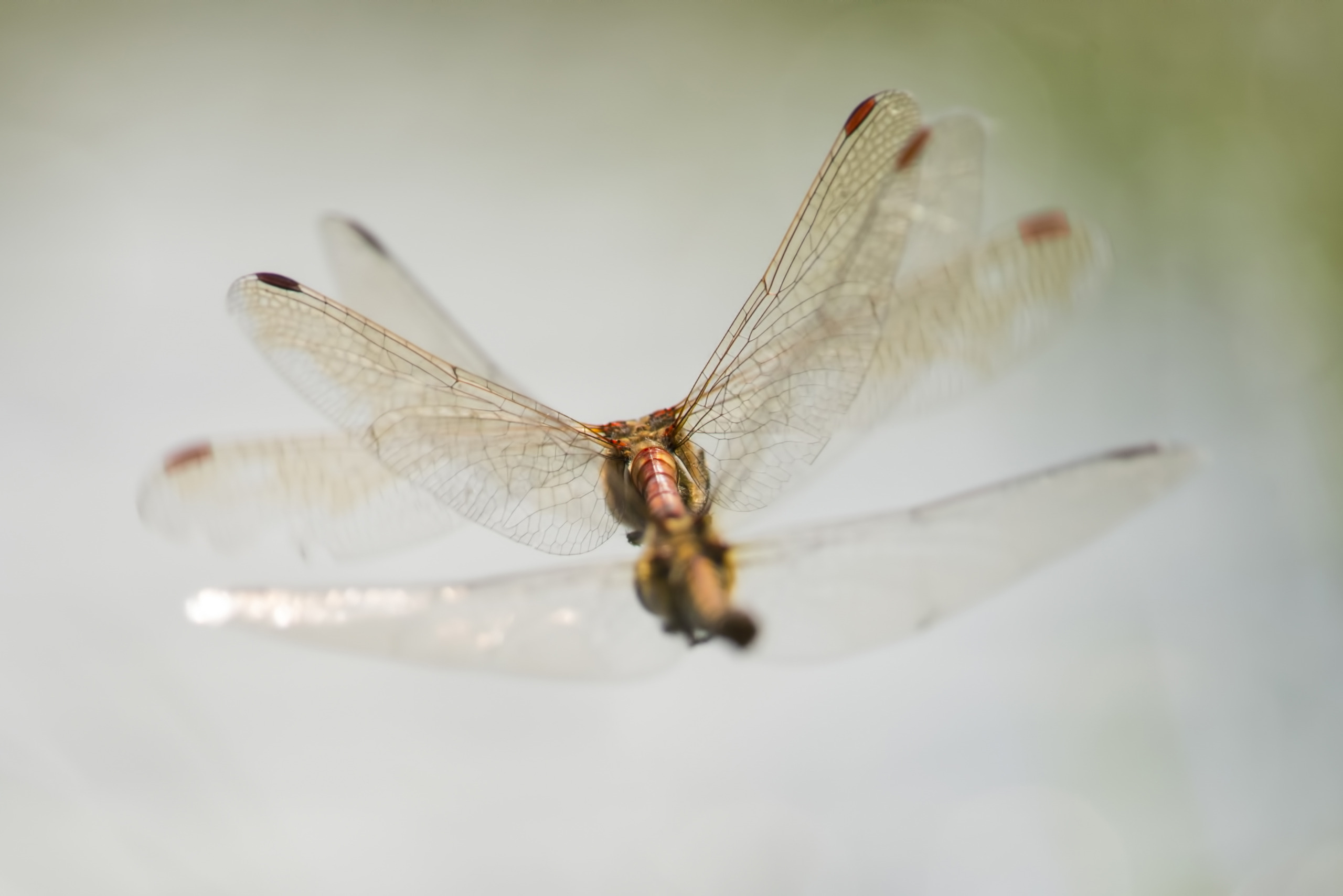 Close-up of two dragonflies in flight against a blurred, light green backdrop captures Nature's changes. Their delicate wings are extended wide, revealing intricate details. The dragonflies appear to be interacting mid-air in this exquisite moment of nature's dynamic beauty.