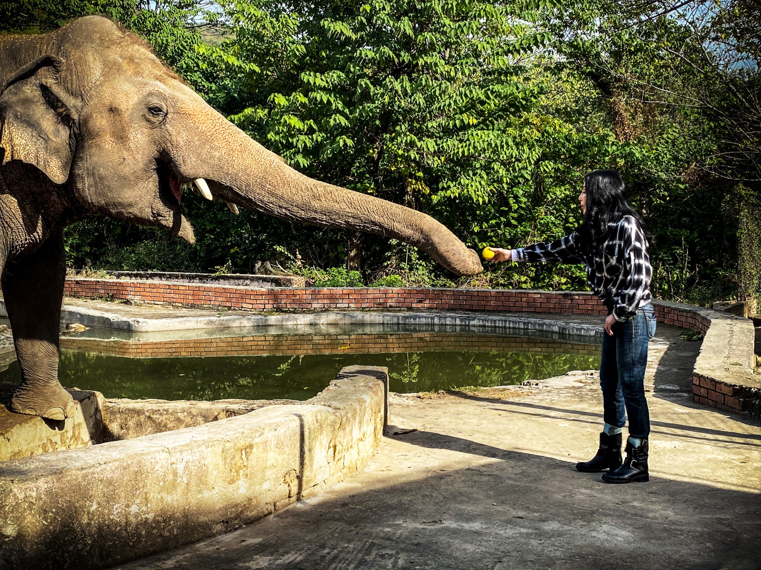 In a black and white plaid shirt, a person resembling Cher feeds an orange to an elephant with its trunk. The majestic creature stands near a water-filled enclosure, backed by lush trees creating a captivating scene.