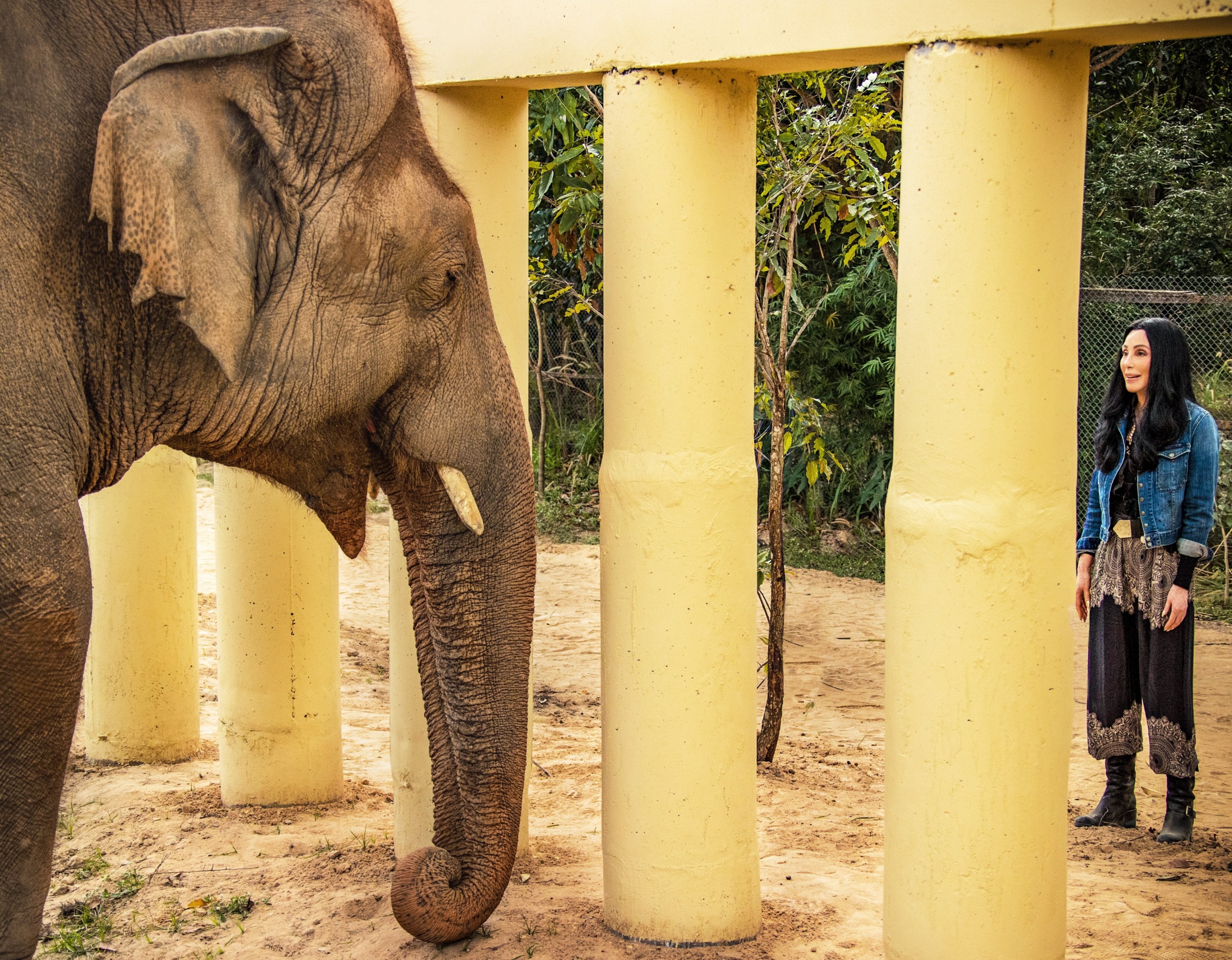 A woman in a denim jacket and dark skirt reminiscent of Cher's bold style stands facing an elephant near large, yellow pillars. The outdoor setting is completed with trees in the background.