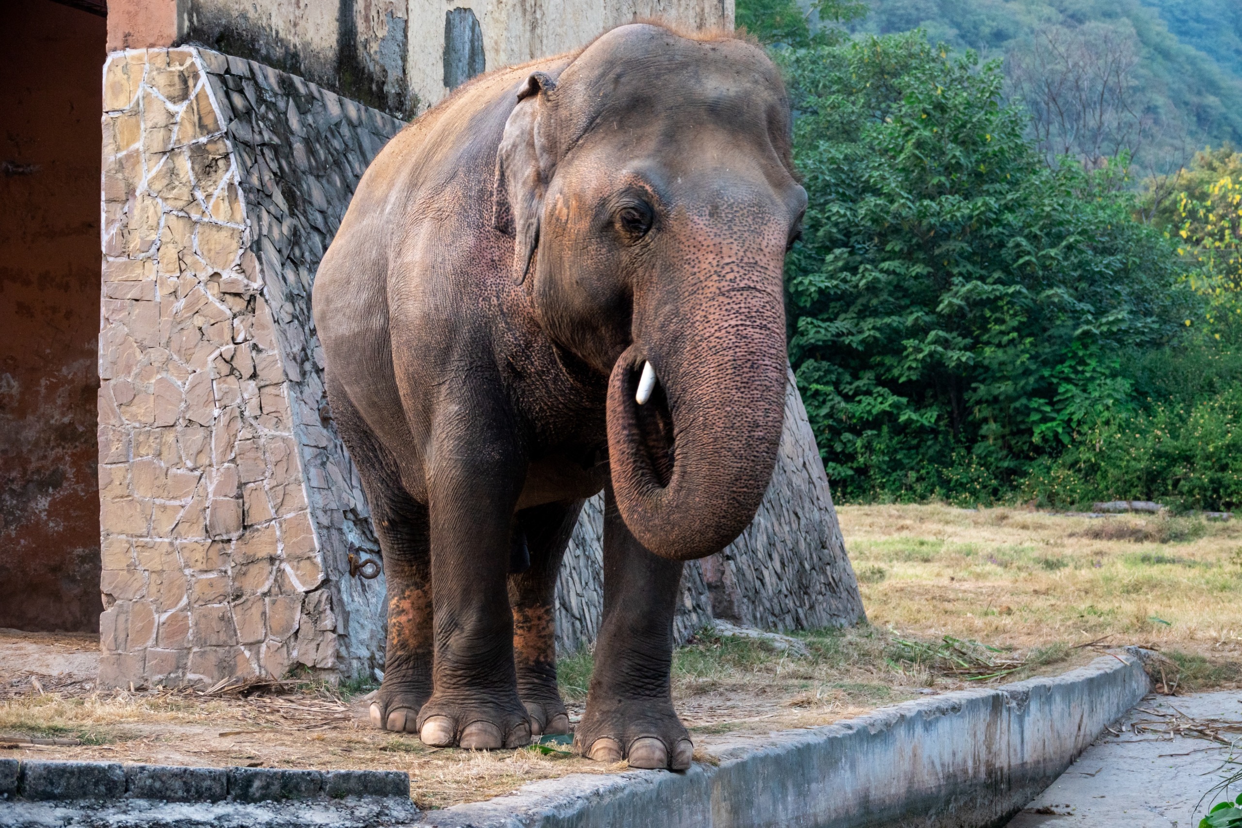 An elephant with tusks stands on a stone path near a rustic building, much like a gentle giant cherishing its natural surroundings. The elephant's trunk is curved upwards, and it is enveloped by lush greenery at the base of a hill.