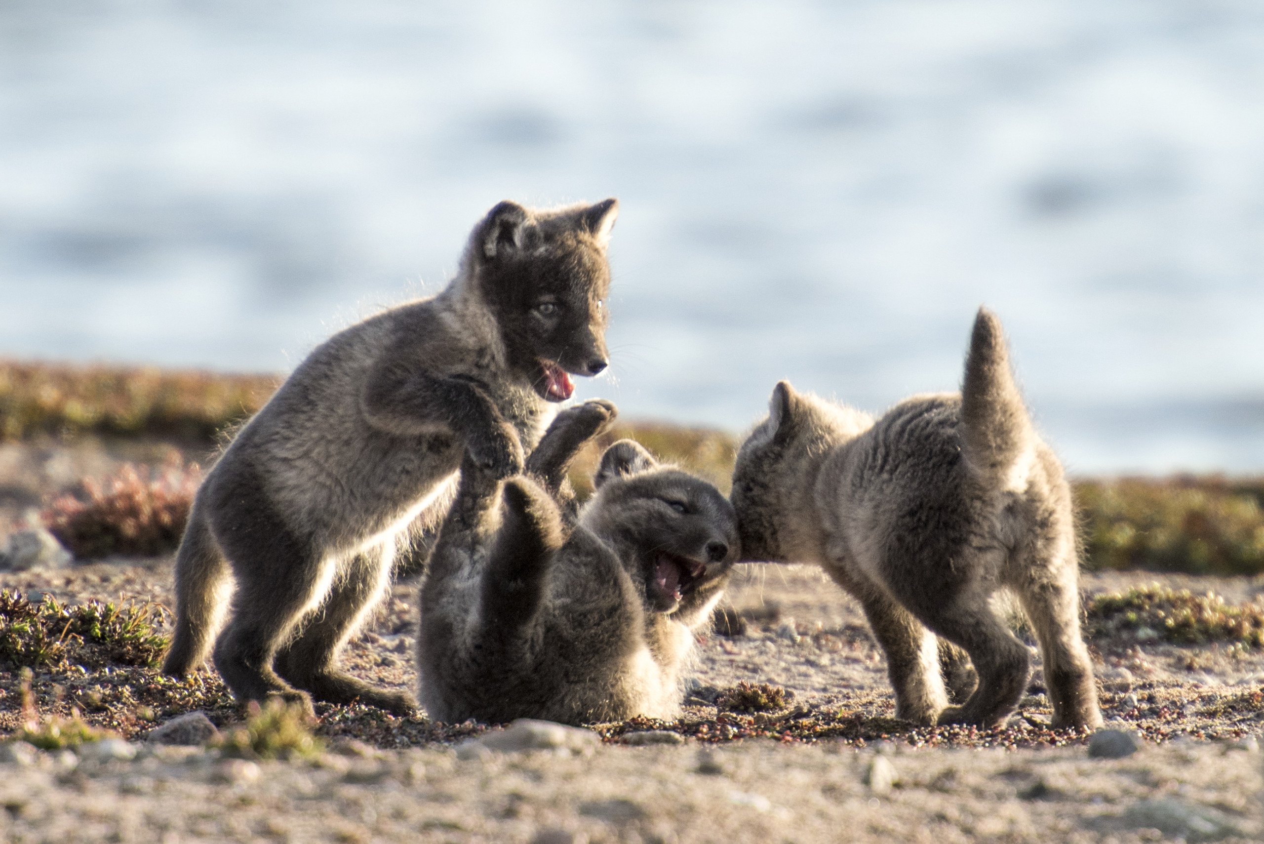 Near a serene Canadian lakeside, three playful fox cubs frolic on a sandy, grassy area. One cub stands and nibbles another's ear, while the third lies on its back with its mouth open in excitement under the soft sunlight.