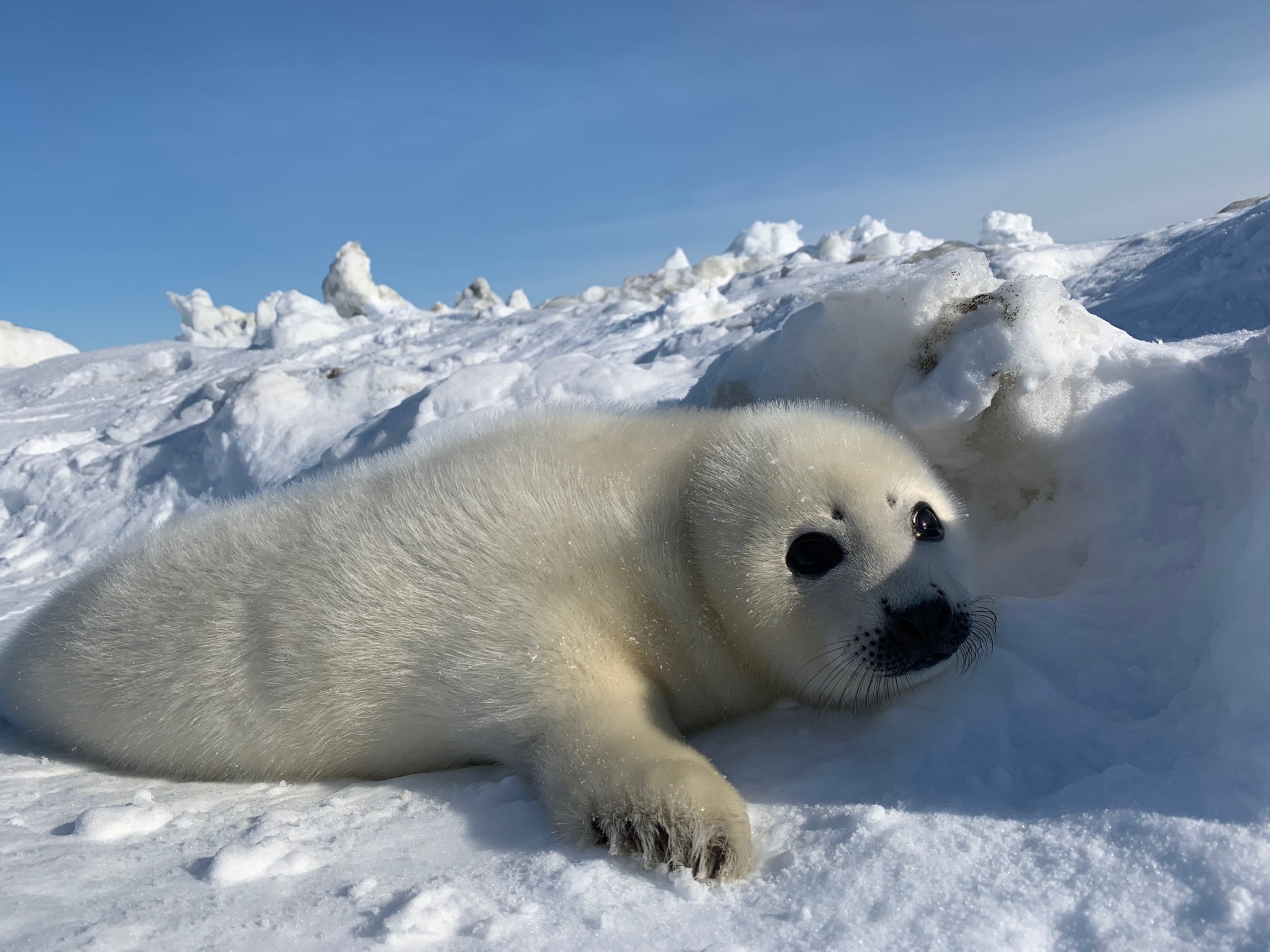 A fluffy white seal pup lies on the snowy ground, nestled among snow-covered ice mounds under a clear Canadian sky. The pup looks relaxed and content in its icy habitat.