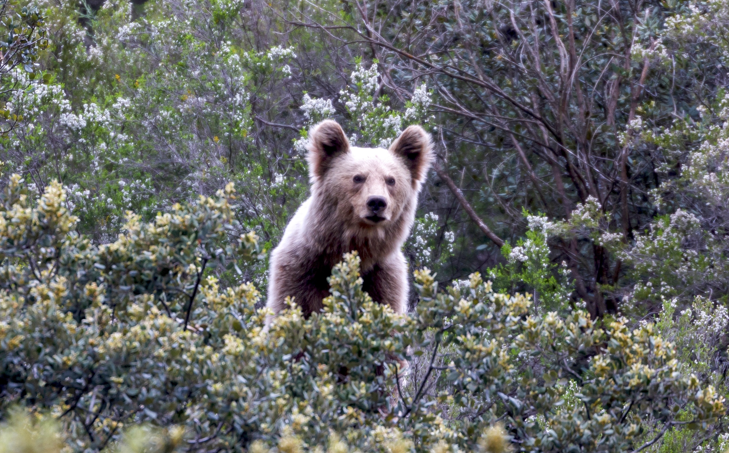 A bear with light brown fur stands amidst the dense greenery of Cantabria, peering through bushes. Lush trees and plants surround the bear, creating a natural forest setting. Its ears are perked up as it gazes forward.