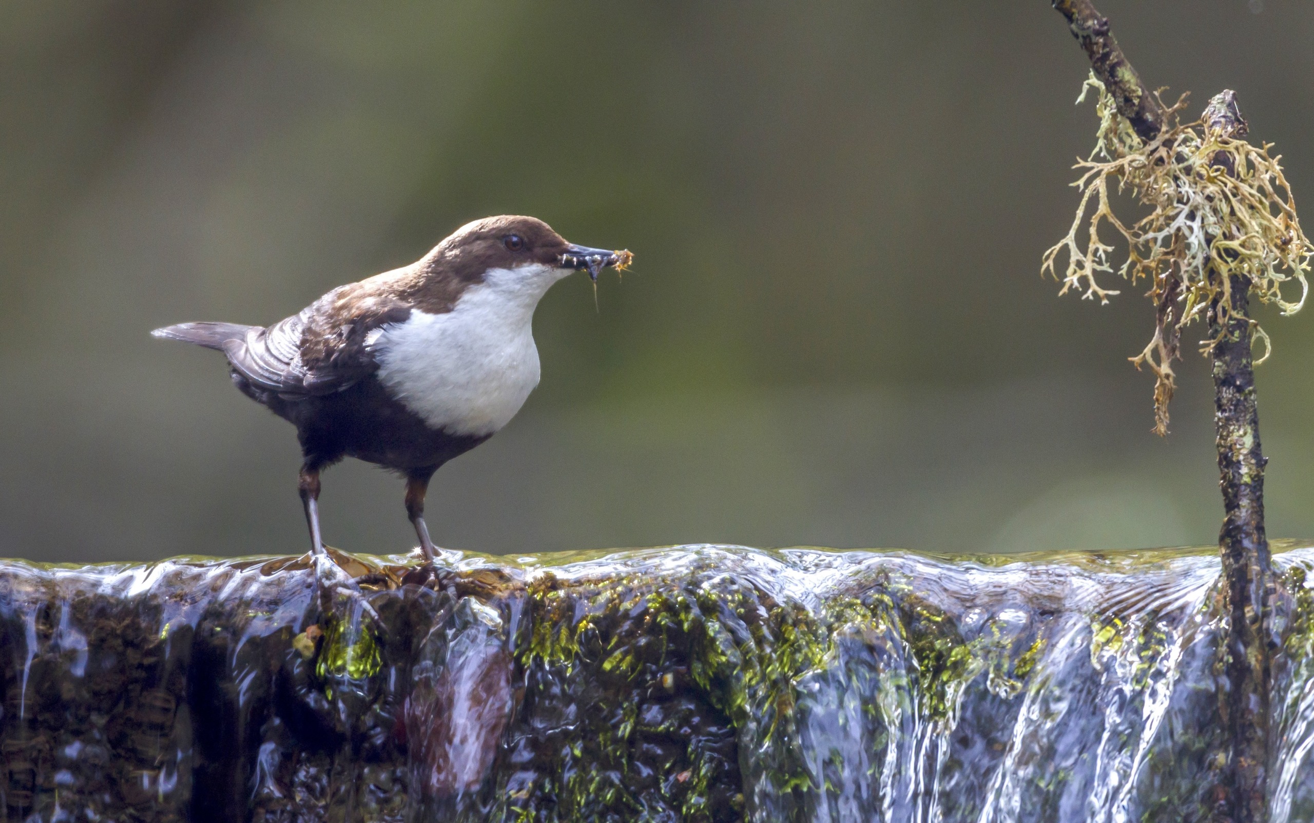 A small bird with a brown head and white chest perches on a moss-covered waterfall in Cantabria, clutching a tiny insect in its beak. A slender branch adorned with lichen drapes gracefully in the background.