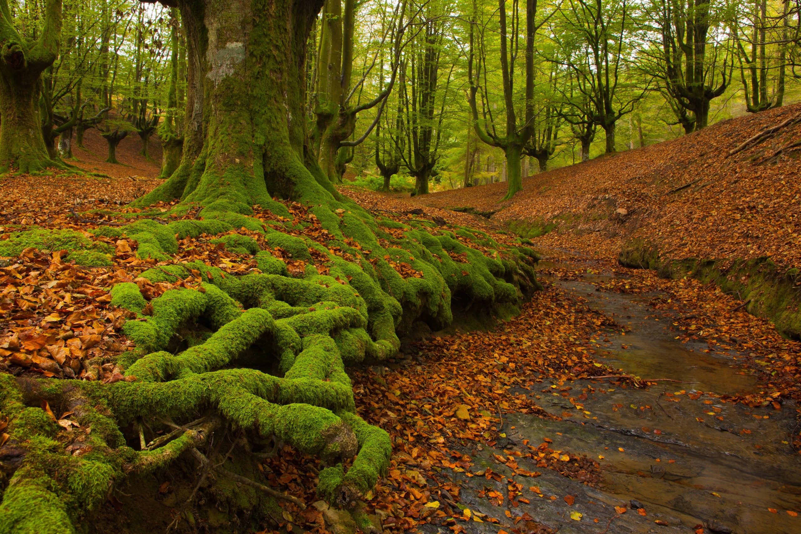 A lush forest scene in Cantabria features large trees covered in green moss. Their thick roots stretch across a forest floor blanketed with fallen autumn leaves. A narrow stream winds through this enchanting landscape, adding a touch of serenity to the scene.