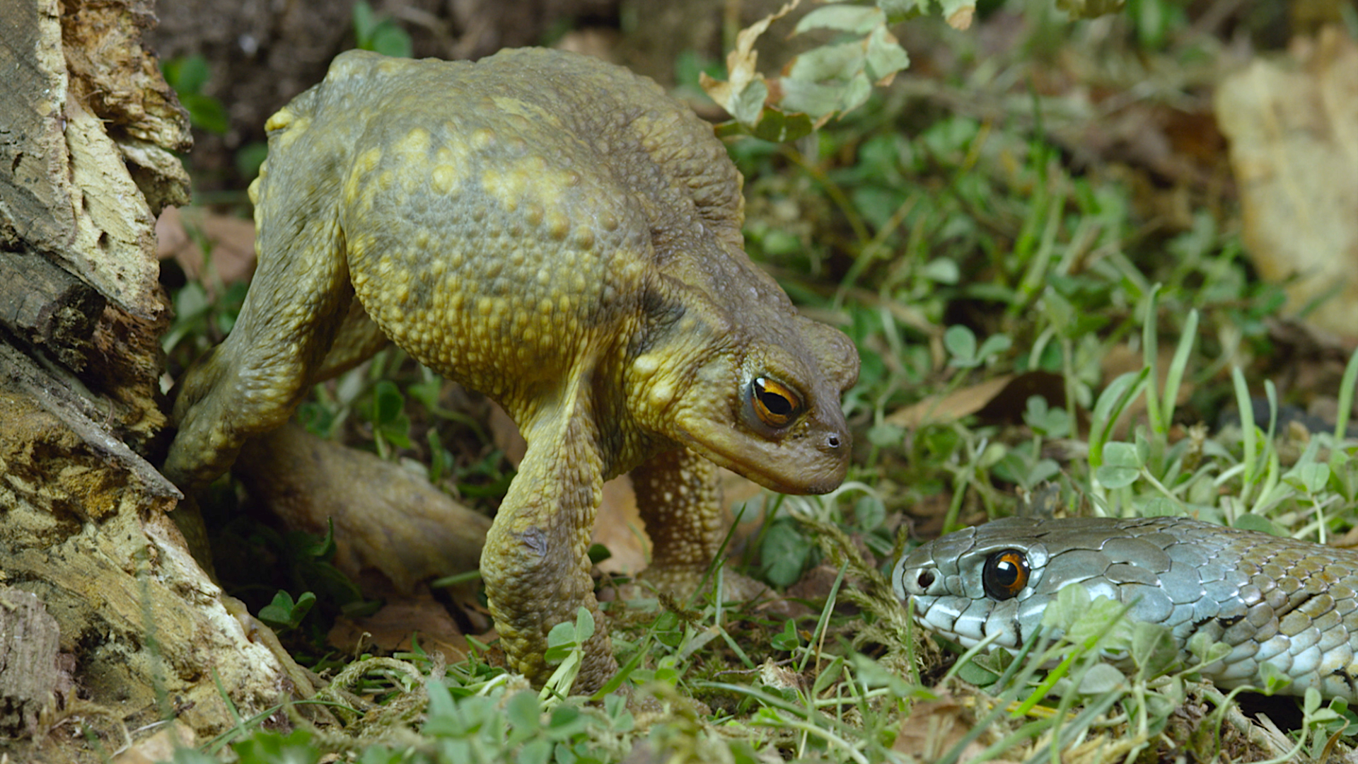 In a serene corner of Cantabria, a toad stands on grass, arching its back as it faces a snake. The snake lies poised, head raised amidst the leaves and small plants. Both animals remain motionless in this alert yet tranquil natural setting.