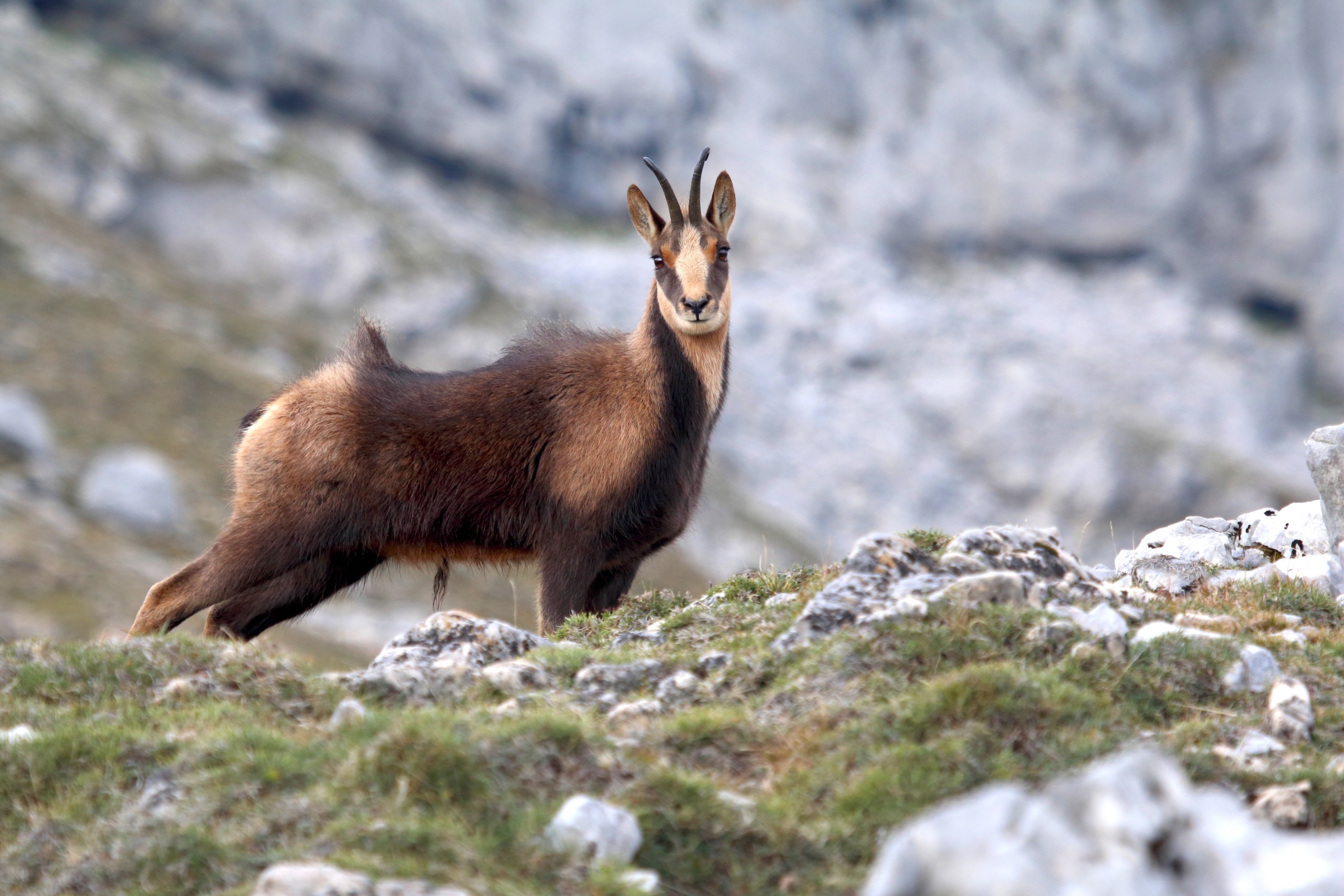 A chamois stands on the rocky, grassy terrain of Cantabria with a mountainous backdrop. It has a dark brown coat, a lighter face, and distinctive black horns.