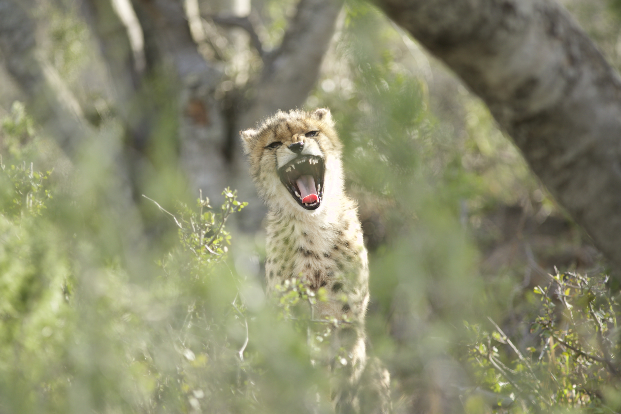 A cheetah cub stands in the dappled sunlight of a forest, mouth wide open in a yawn. Partially hidden by greenery, it offers a fleeting glimpse of its beautifully spotted coat amidst blurred branches.