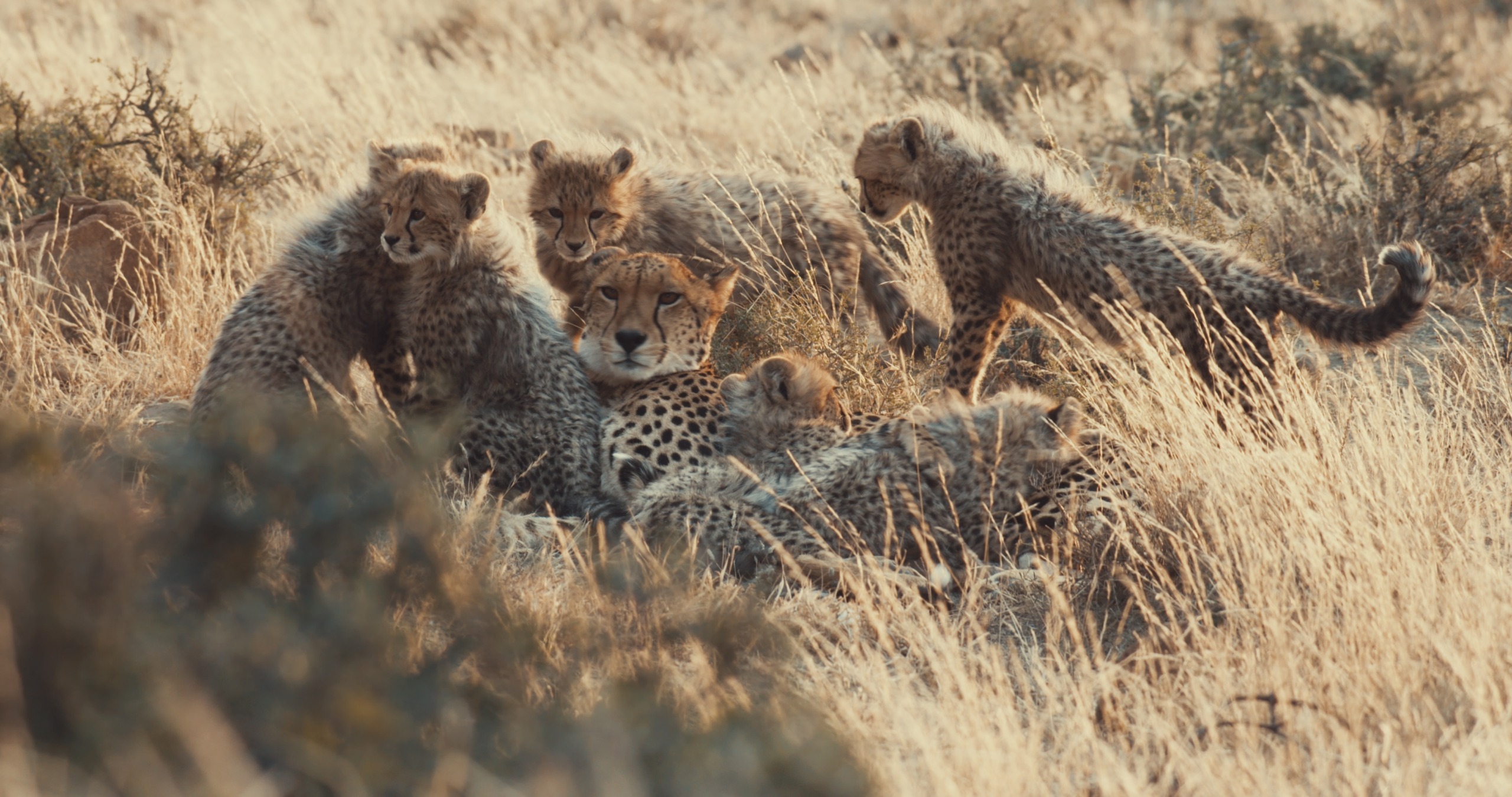 A cheetah lounging in tall, dry grass is surrounded by six playful cubs, each displaying varying poses of curiosity and rest. The sunlit savannah landscape beautifully highlights the spots of these graceful creatures.