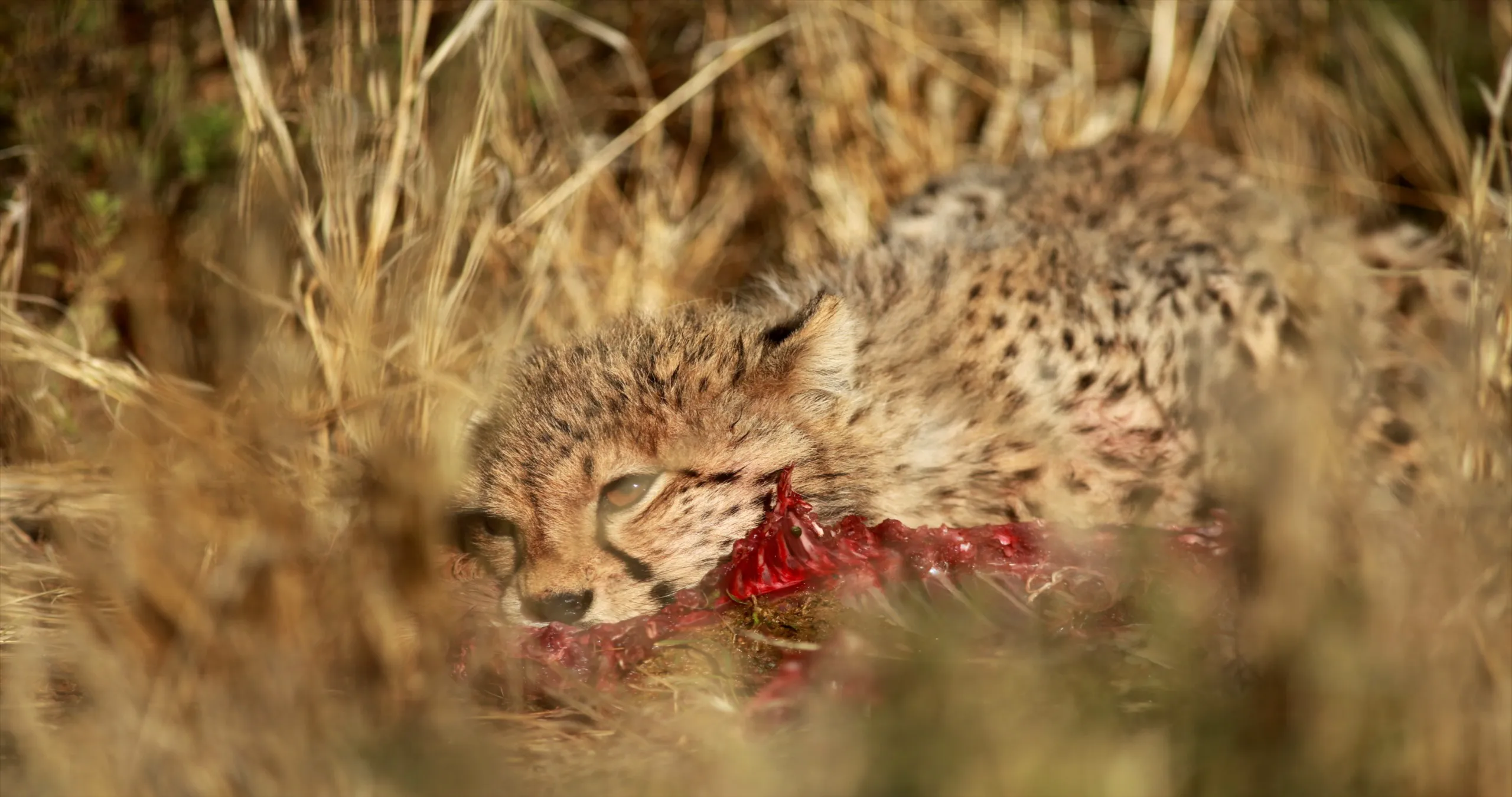 A young cheetah cub crouches in the tall grass, its keen eyes fixed on a piece of red meat. The background blurs into a mix of dry foliage and sunlit blades, perfectly framing the cub's intense expression and beautifully spotted coat.